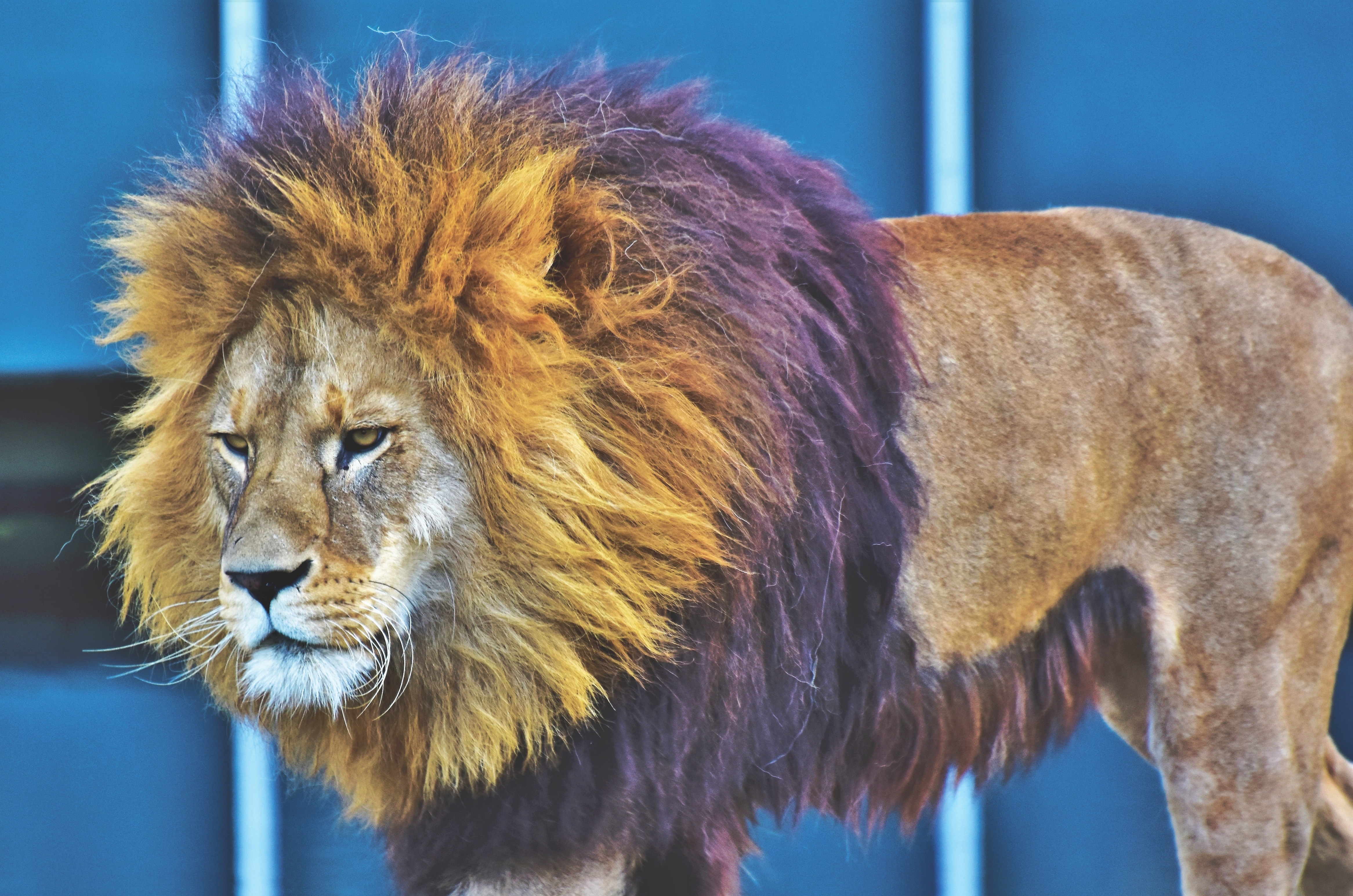 72941 télécharger l'image roi des bêtes, animaux, un lion, lion, prédateur, crinière, sérieux - fonds d'écran et économiseurs d'écran gratuits