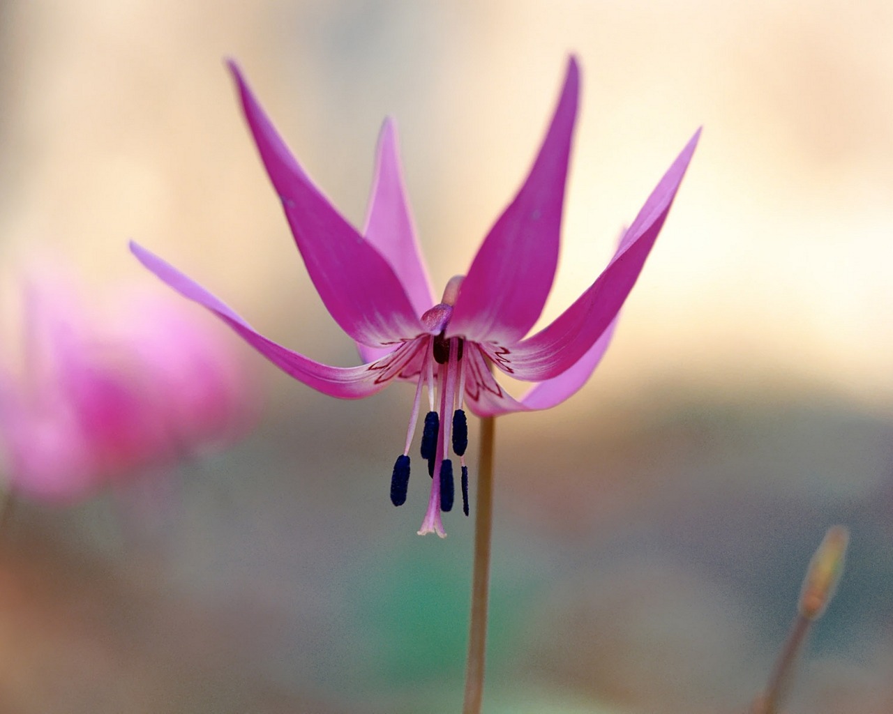 Téléchargez gratuitement l'image Fleur, Terre/nature sur le bureau de votre PC