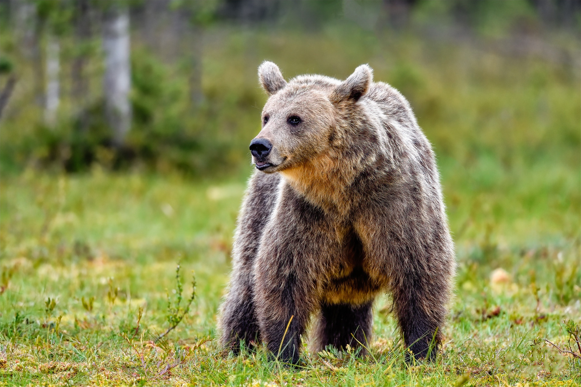 Handy-Wallpaper Tiere, Bären, Bär kostenlos herunterladen.