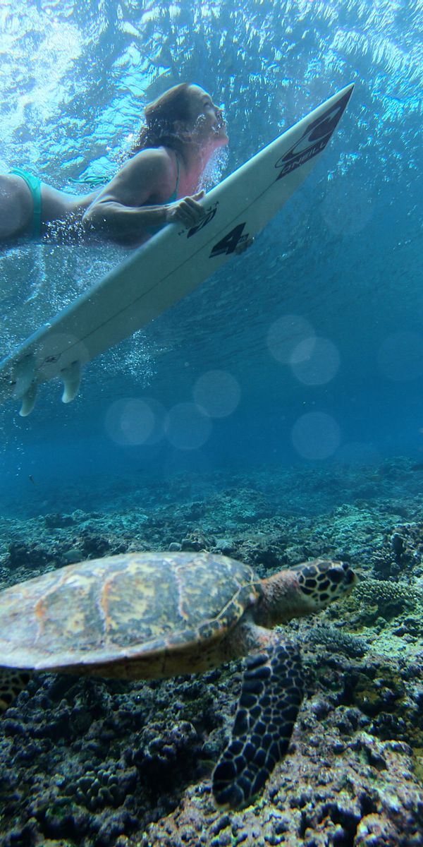 Turrtle Surf Phone wallpaper: Turtle, Underwater, Surfing, Sports 725834