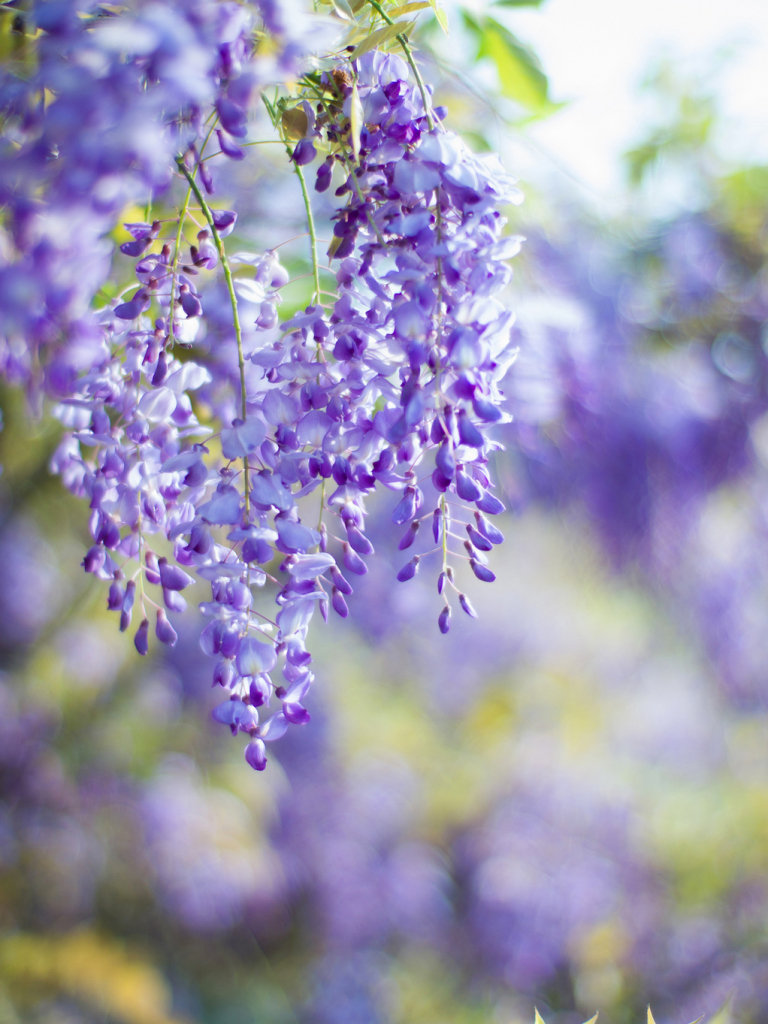 Download mobile wallpaper Nature, Flowers, Lilac, Flower, Earth, Spring, Bokeh for free.