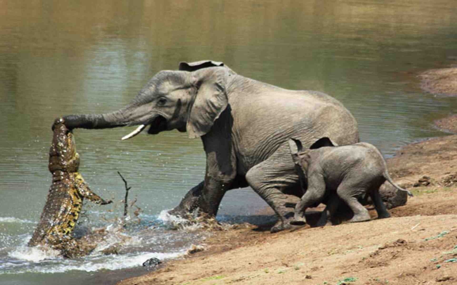 Завантажити шпалери Африканський Слон на телефон безкоштовно