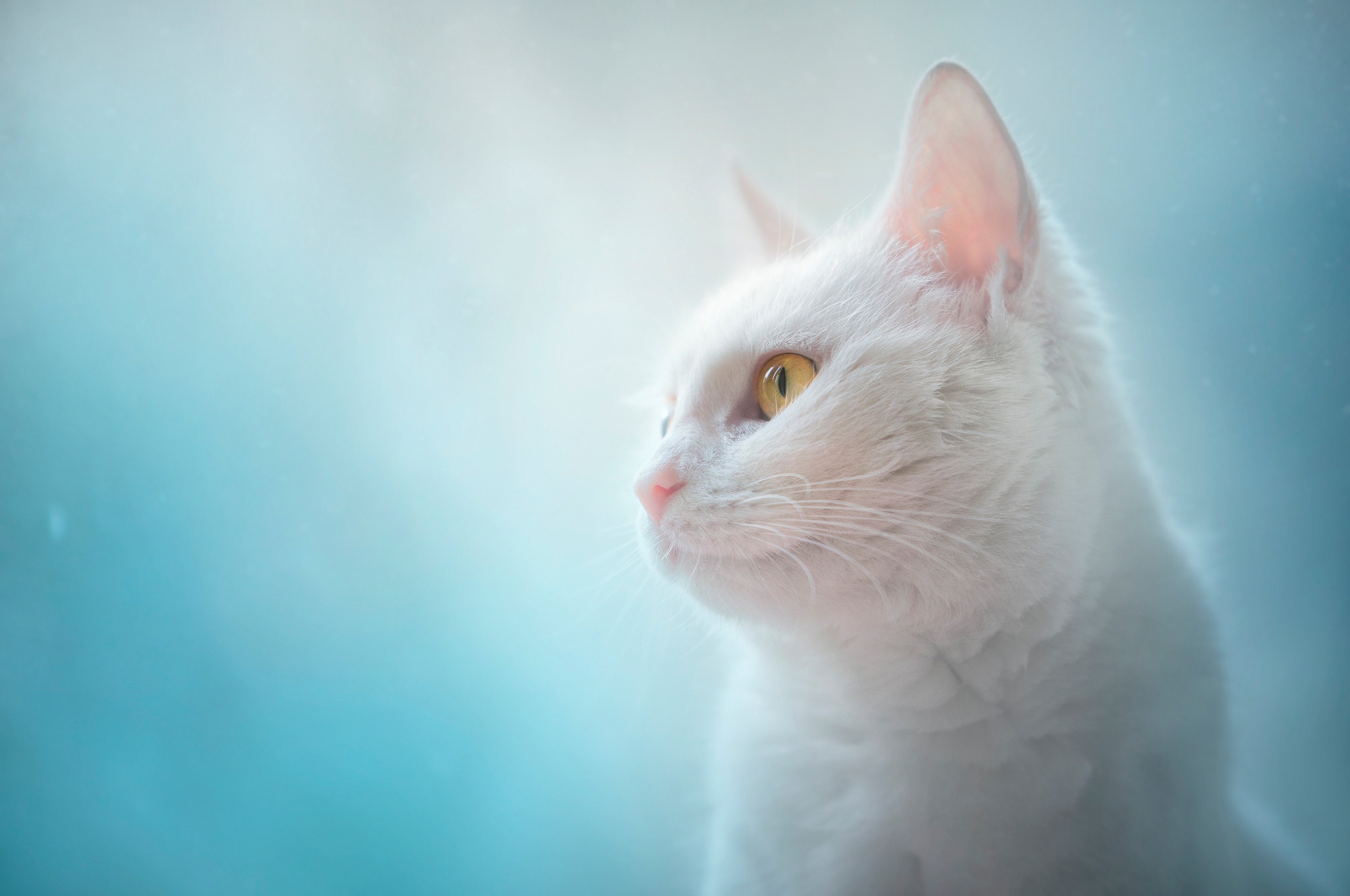Free download wallpaper Cat, Cats, Animal on your PC desktop