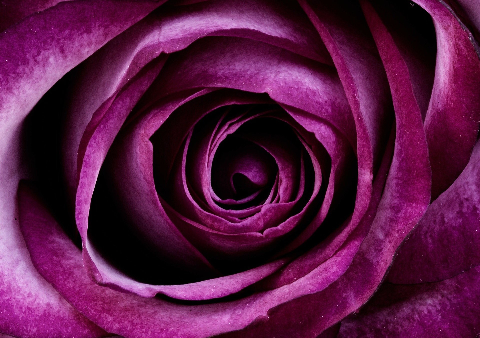 Завантажити шпалери безкоштовно Роза, Земля, Фіолетова Квітка, Флауерзи картинка на робочий стіл ПК