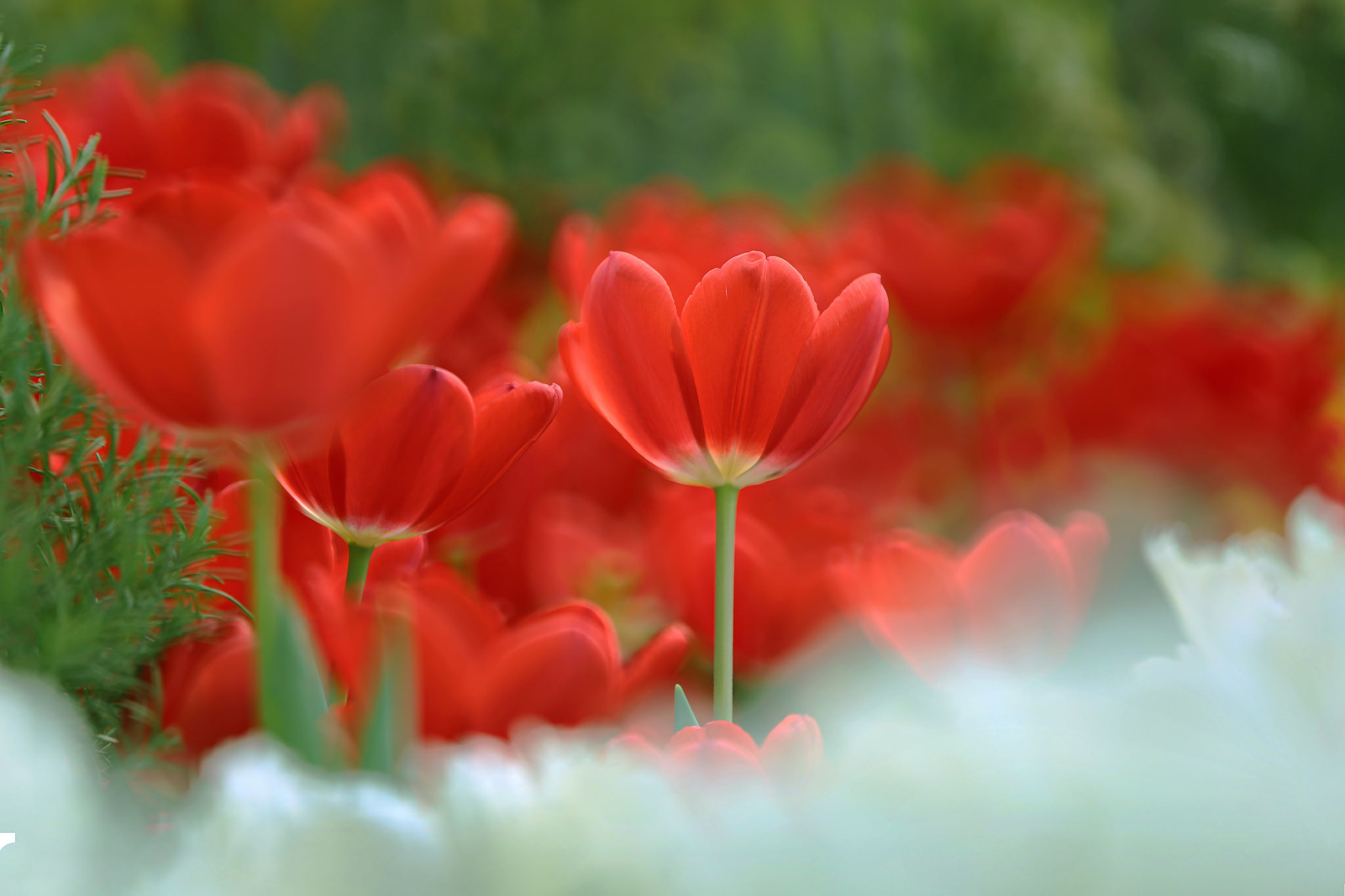 Завантажити шпалери безкоштовно Природа, Квітка, Земля, Тюльпан, Червона Квітка, Флауерзи картинка на робочий стіл ПК