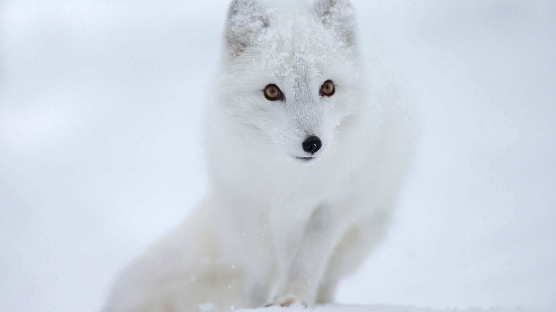 Free download wallpaper Animals, Snow, Animal, Fox on your PC desktop
