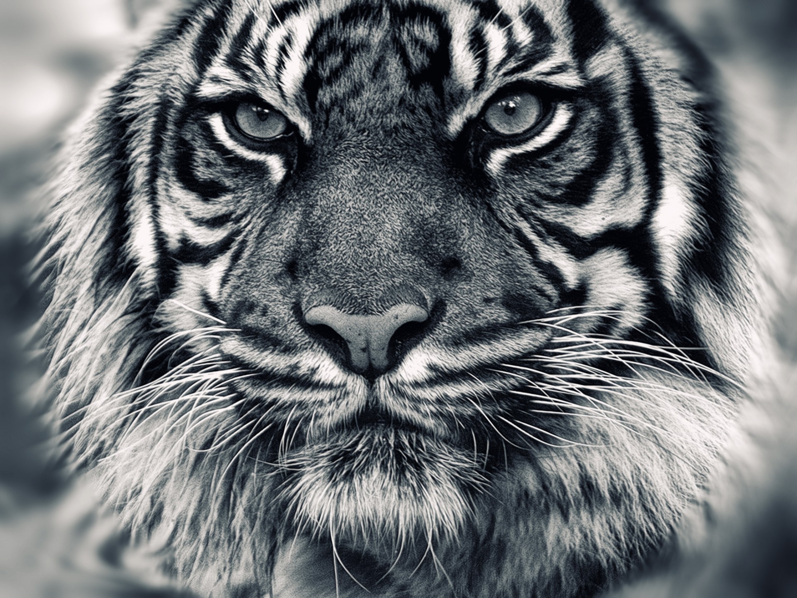 Free download wallpaper Cats, Tiger, Animal on your PC desktop