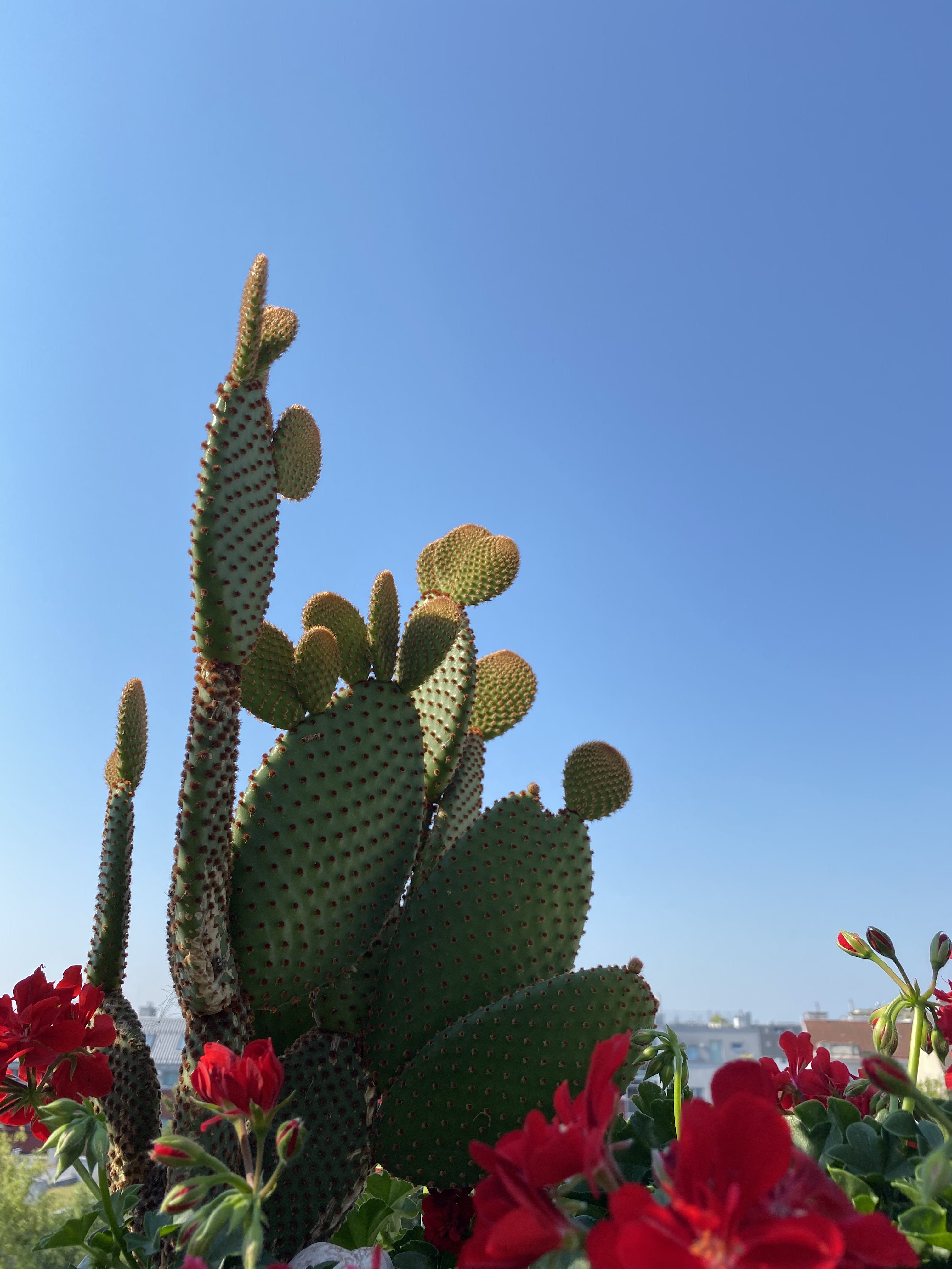 Descarga gratuita de fondo de pantalla para móvil de Cactus, Naturaleza, Flores, Planta, Cacto, Espinas.