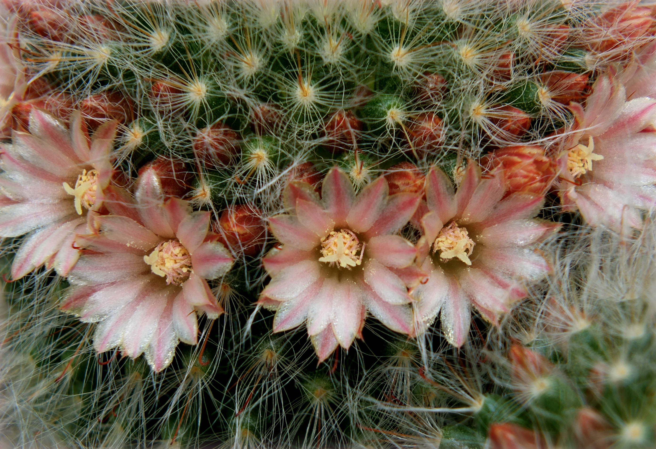 Free download wallpaper Flower, Earth, Cactus on your PC desktop