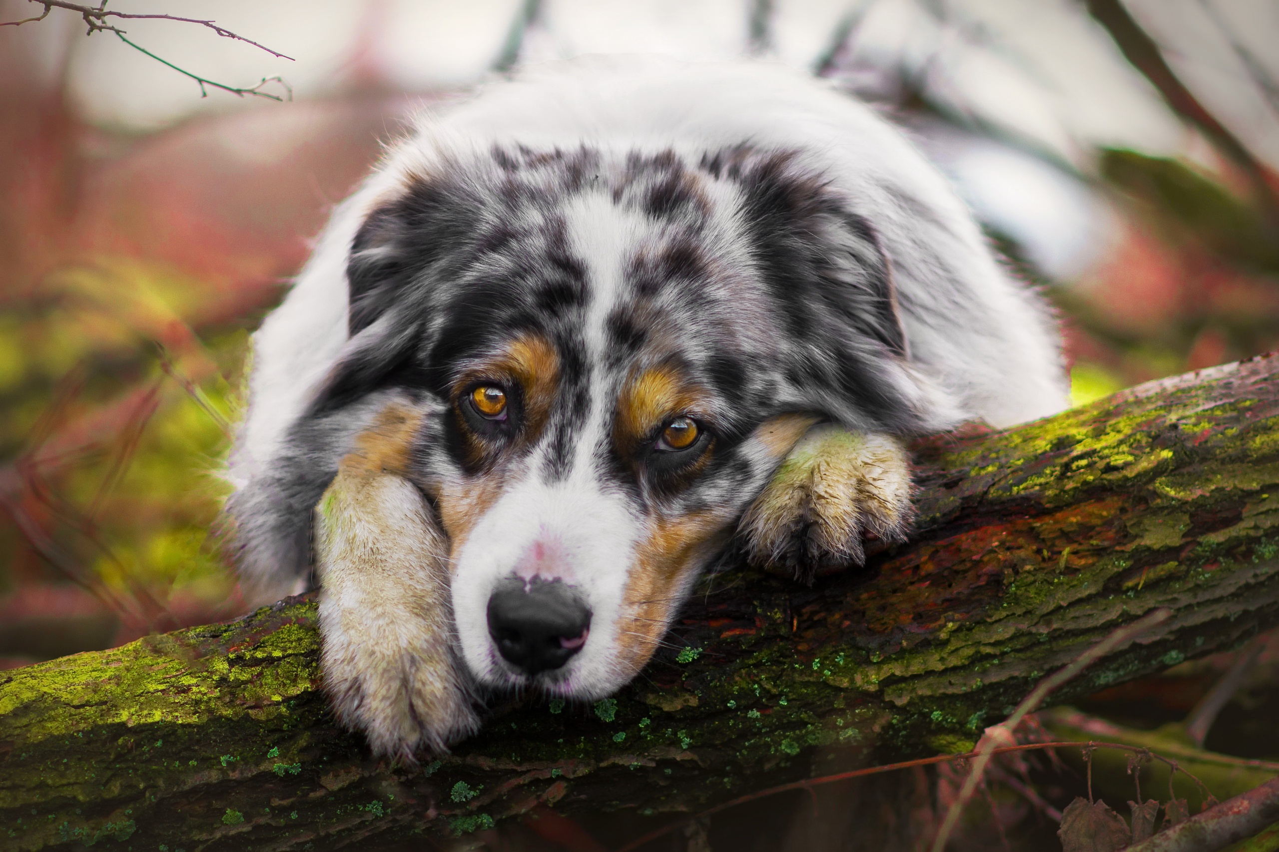 Download mobile wallpaper Dogs, Dog, Muzzle, Animal, Australian Shepherd, Stare for free.