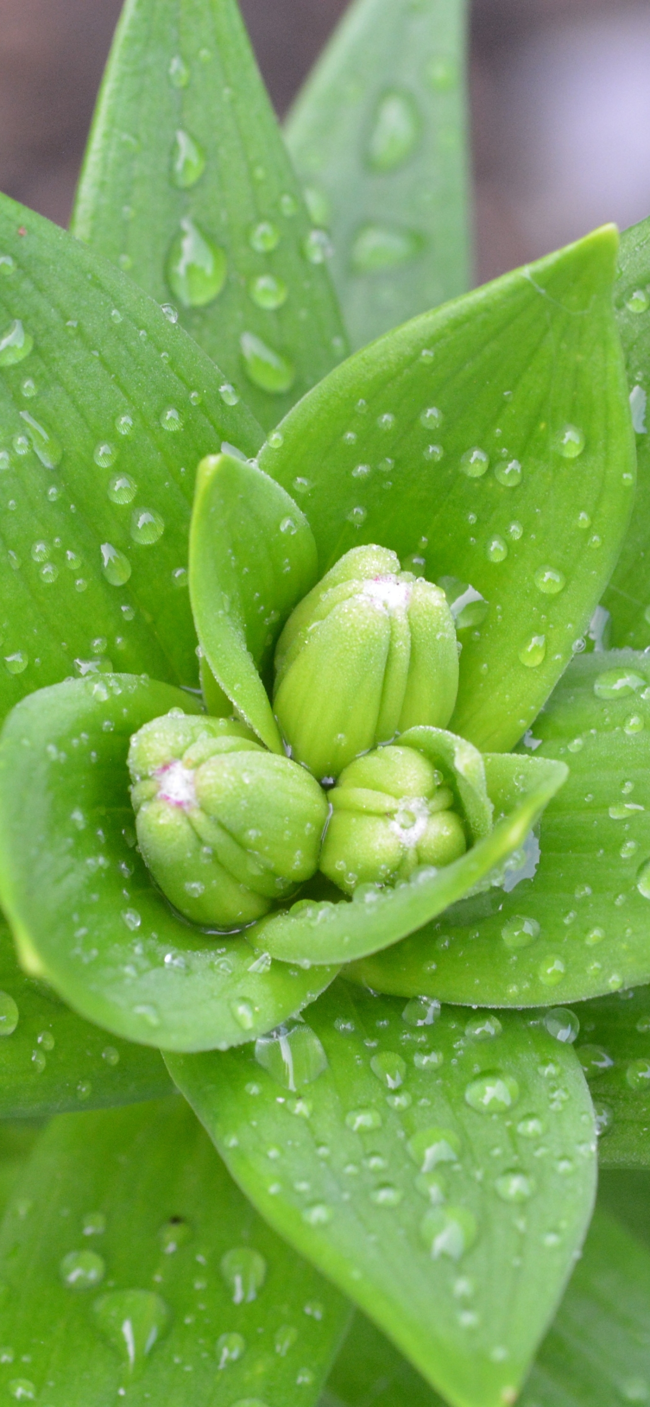 Descarga gratuita de fondo de pantalla para móvil de Planta, Brote, De Cerca, Tierra/naturaleza, Gota De Agua.