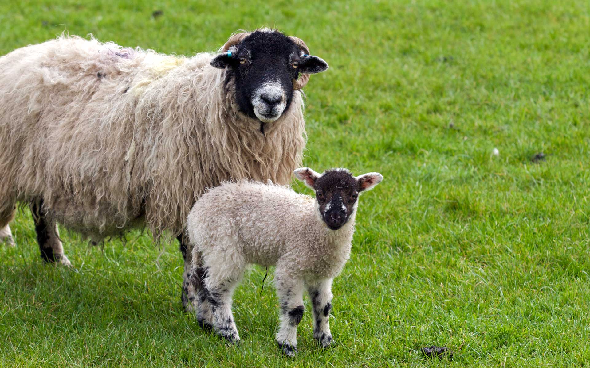 223696 скачать картинку животные, овец - обои и заставки бесплатно