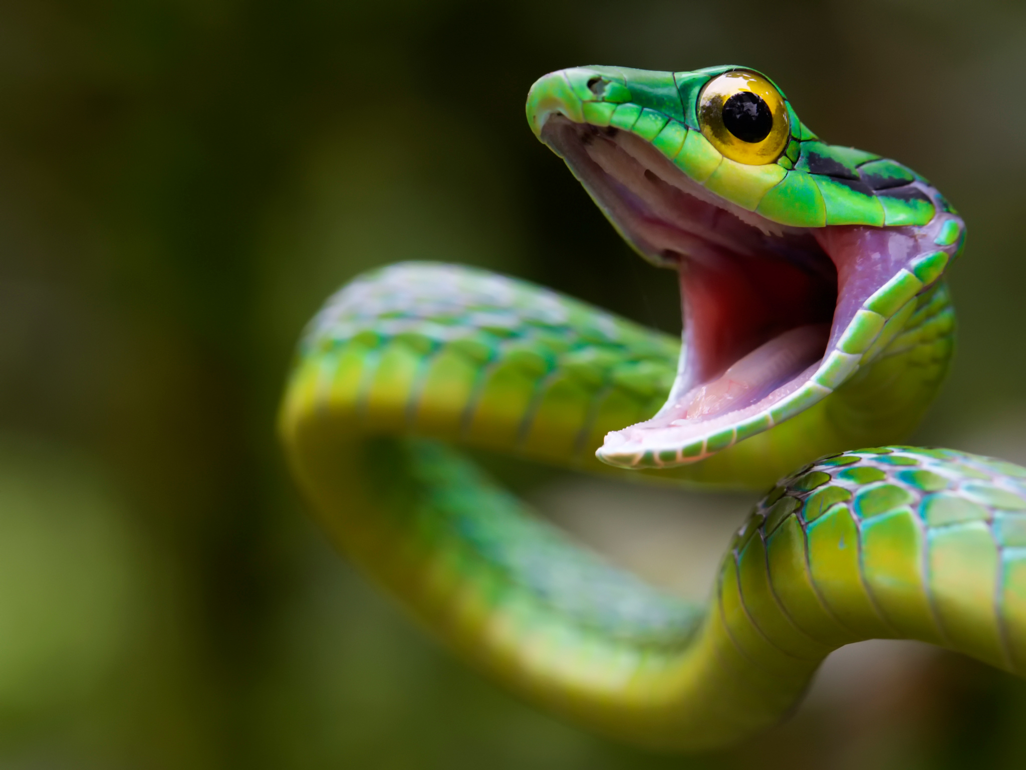 Популярні заставки і фони Green Snake на комп'ютер