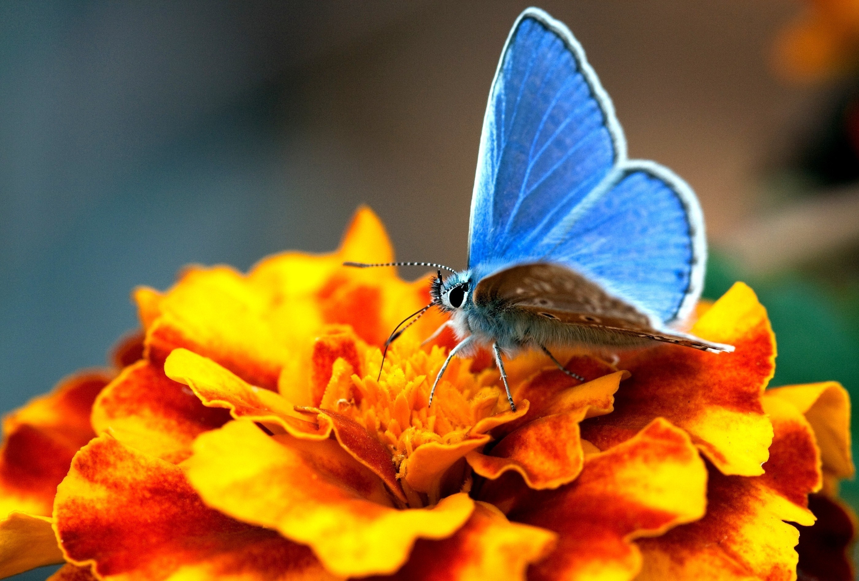 Free download wallpaper Macro, Flower, Butterfly, Patterns on your PC desktop