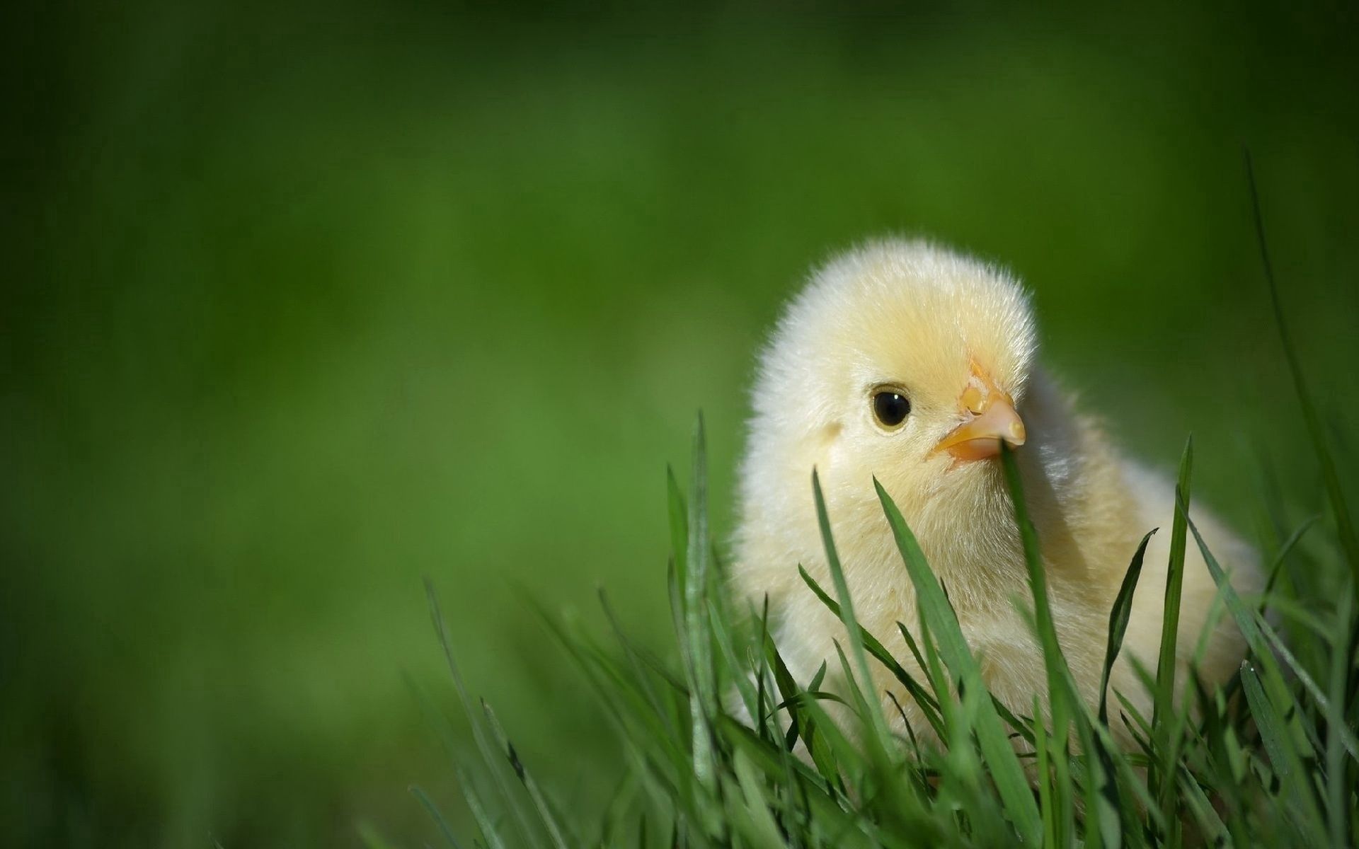 animals, grass, hide, small, chick, chicken, defenseless Smartphone Background