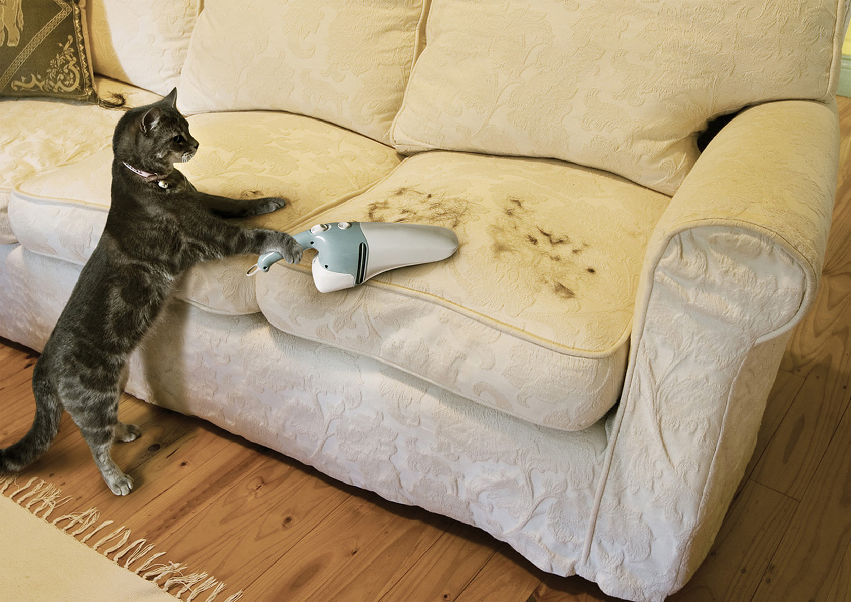 Baixe gratuitamente a imagem Animais, Gatos, Gato na área de trabalho do seu PC