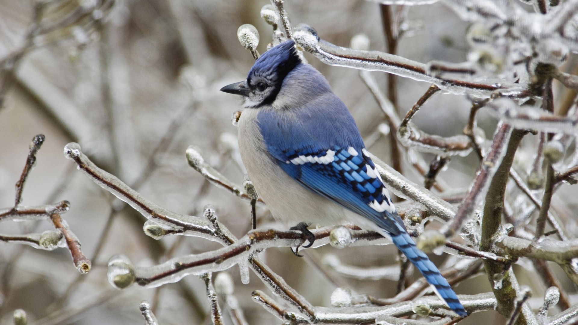 Free download wallpaper Winter, Ice, Bird, Branch, Animal, Blue Jay on your PC desktop