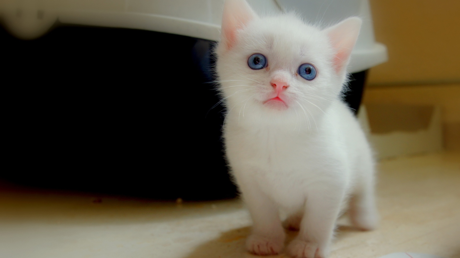 Baixe gratuitamente a imagem Animais, Gatos, Gato na área de trabalho do seu PC