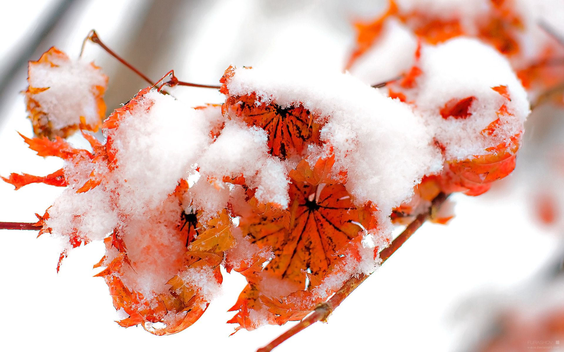 Free download wallpaper Snow, Bright, Macro, Flowers, Plant on your PC desktop
