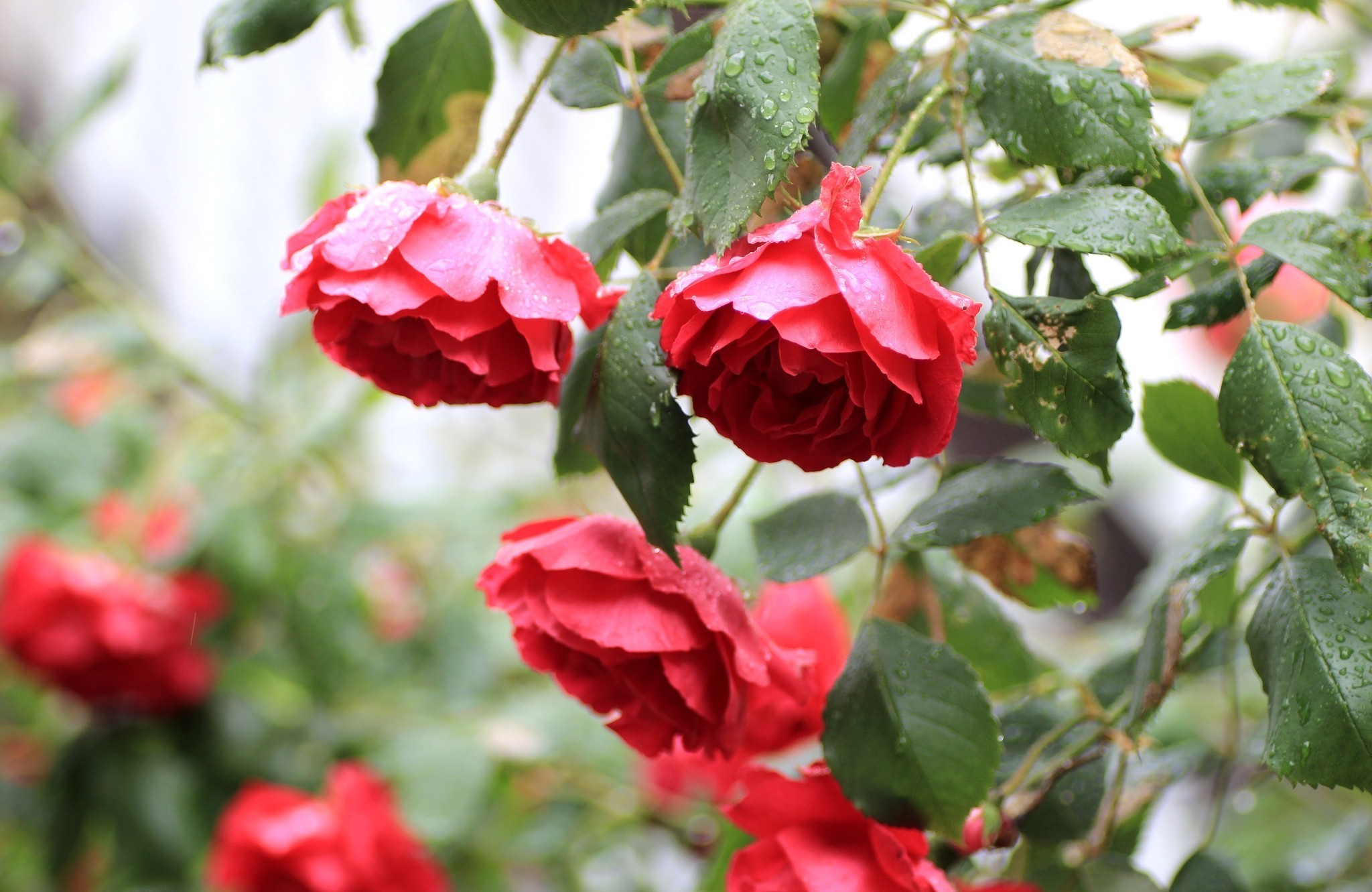 Téléchargez gratuitement l'image Fleurs, Rose, Terre/nature sur le bureau de votre PC