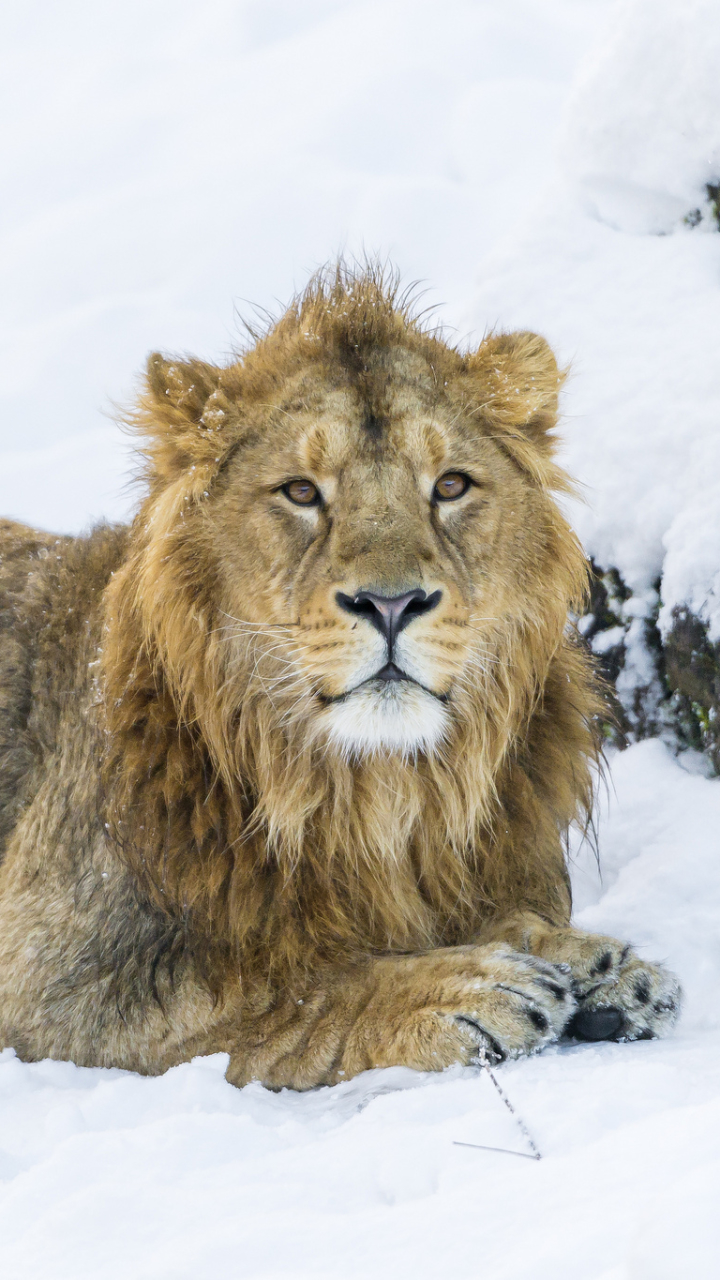 Descarga gratuita de fondo de pantalla para móvil de Animales, Gatos, León.