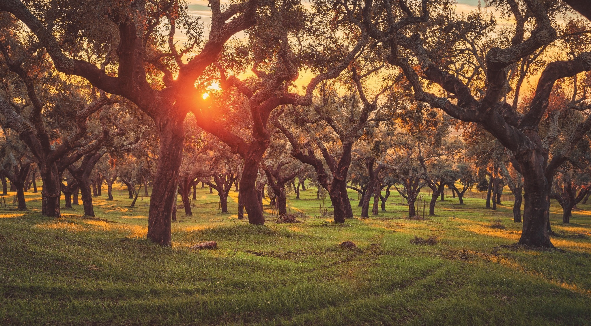 Descarga gratis la imagen Bosque, Árbol, Atardecer, Tierra/naturaleza en el escritorio de tu PC