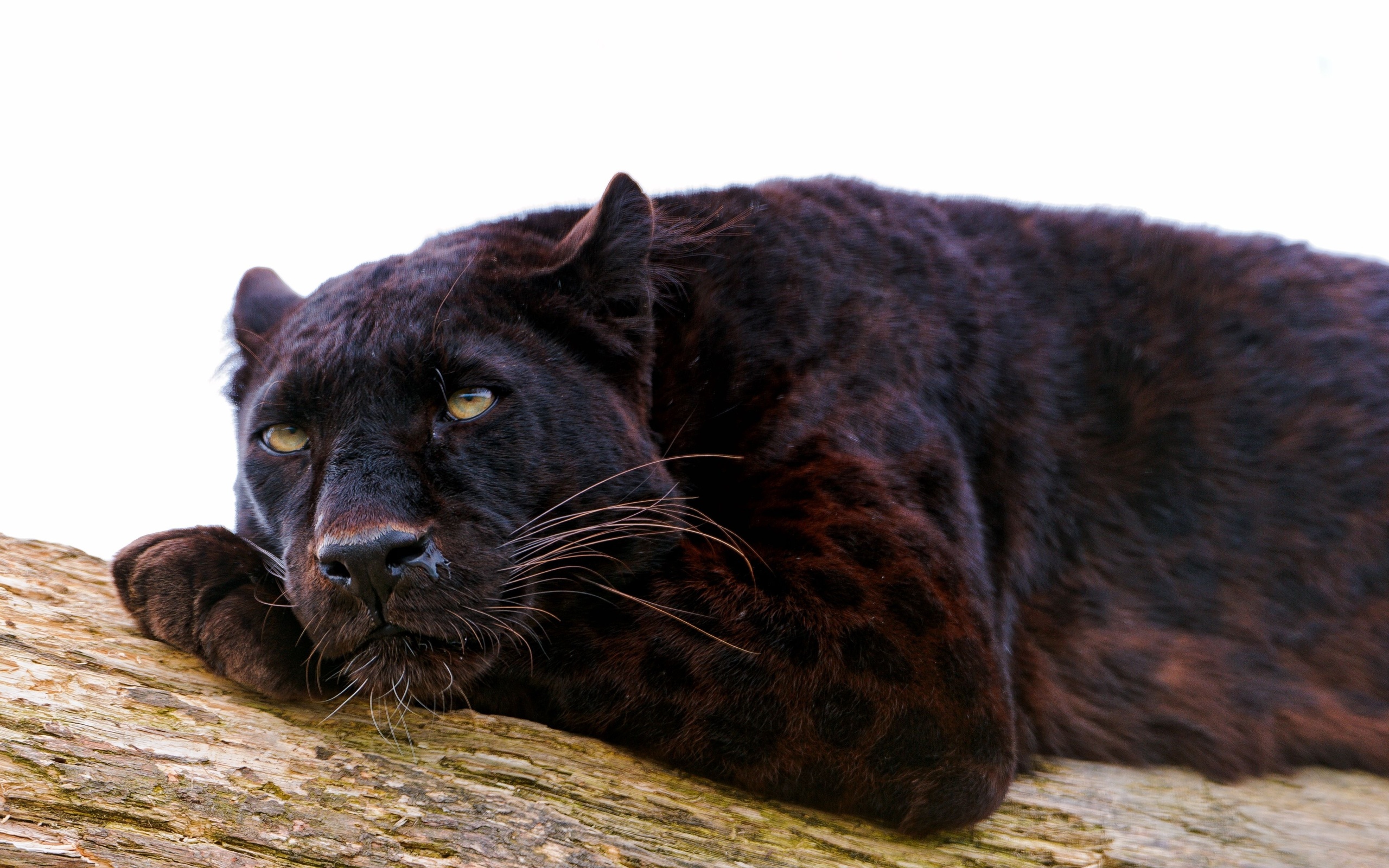 Laden Sie das Tiere, Schwarzer Panther-Bild kostenlos auf Ihren PC-Desktop herunter