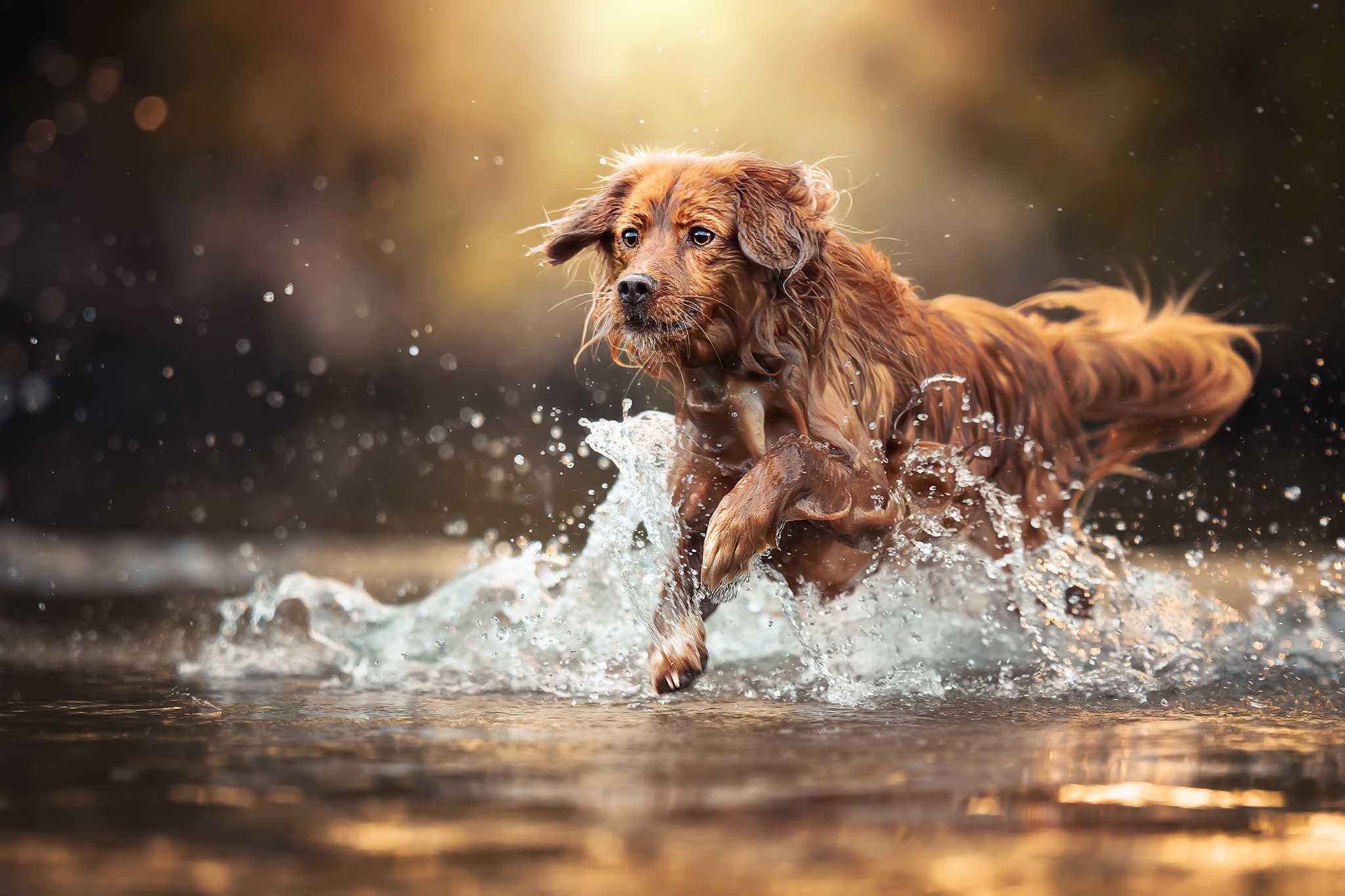 Free download wallpaper Dogs, Dog, Splash, Animal, Depth Of Field on your PC desktop