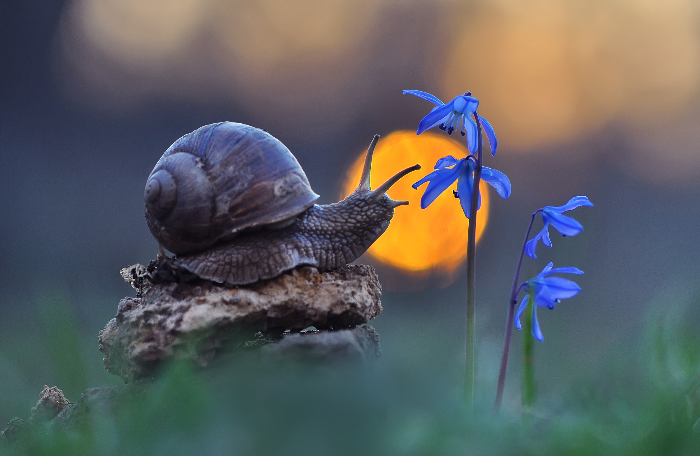 Free download wallpaper Macro, Animal, Snail, Blue Flower on your PC desktop