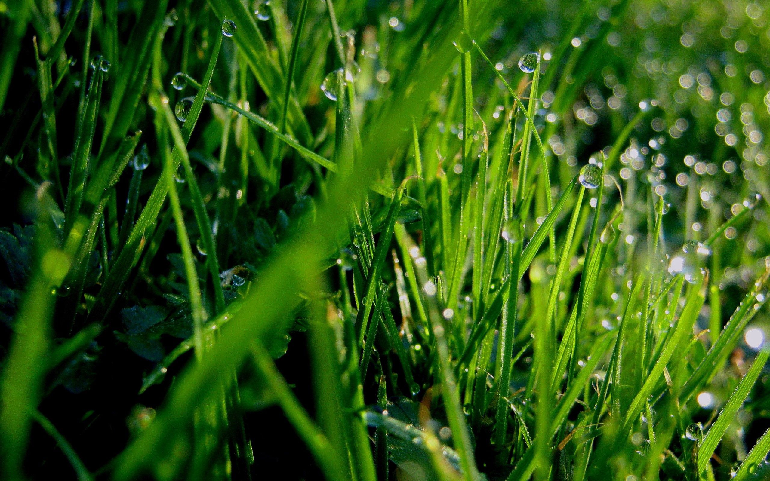 Download mobile wallpaper Macro, Grass, Dew, Greens, Drops for free.