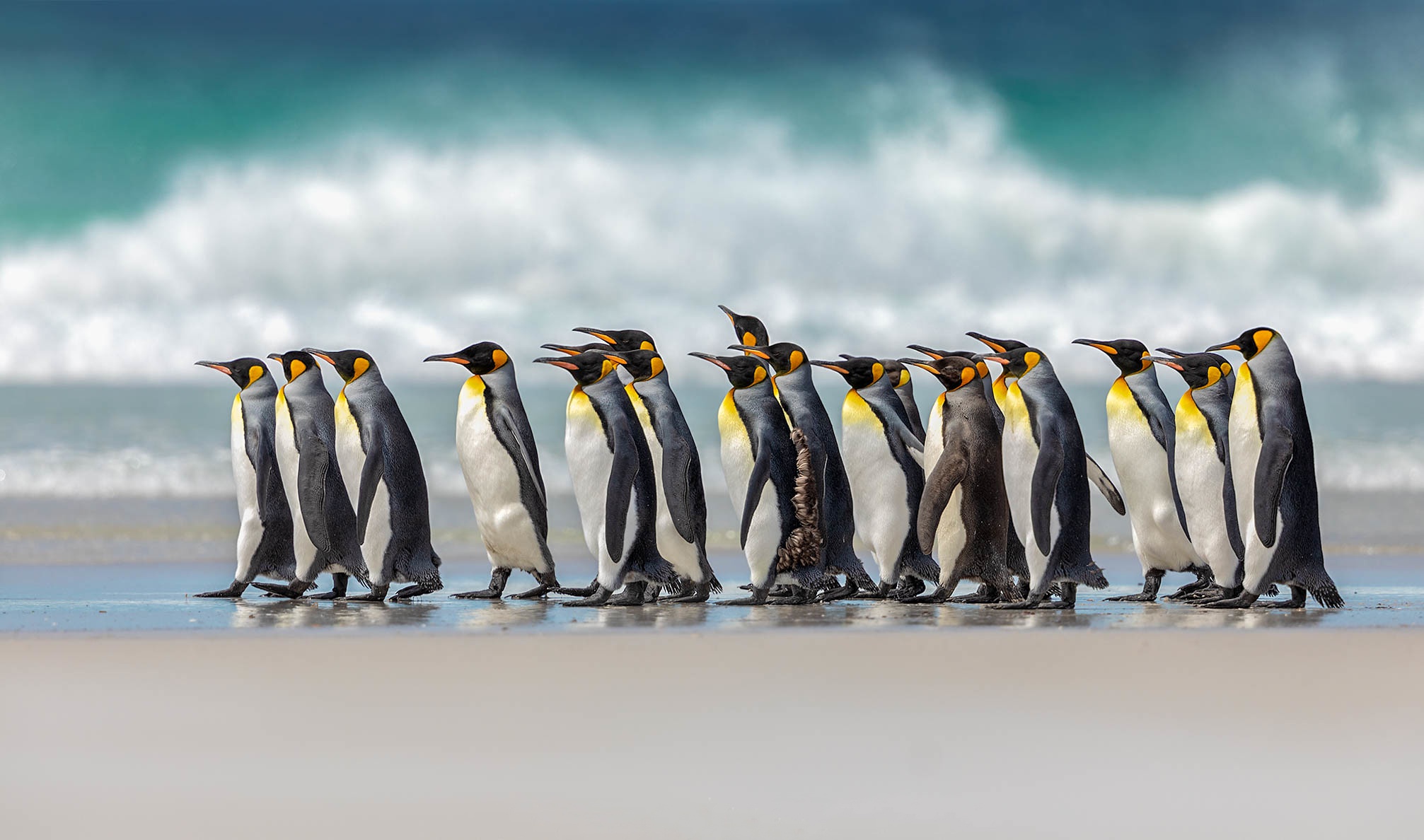 Free download wallpaper Birds, Animal, Penguin on your PC desktop