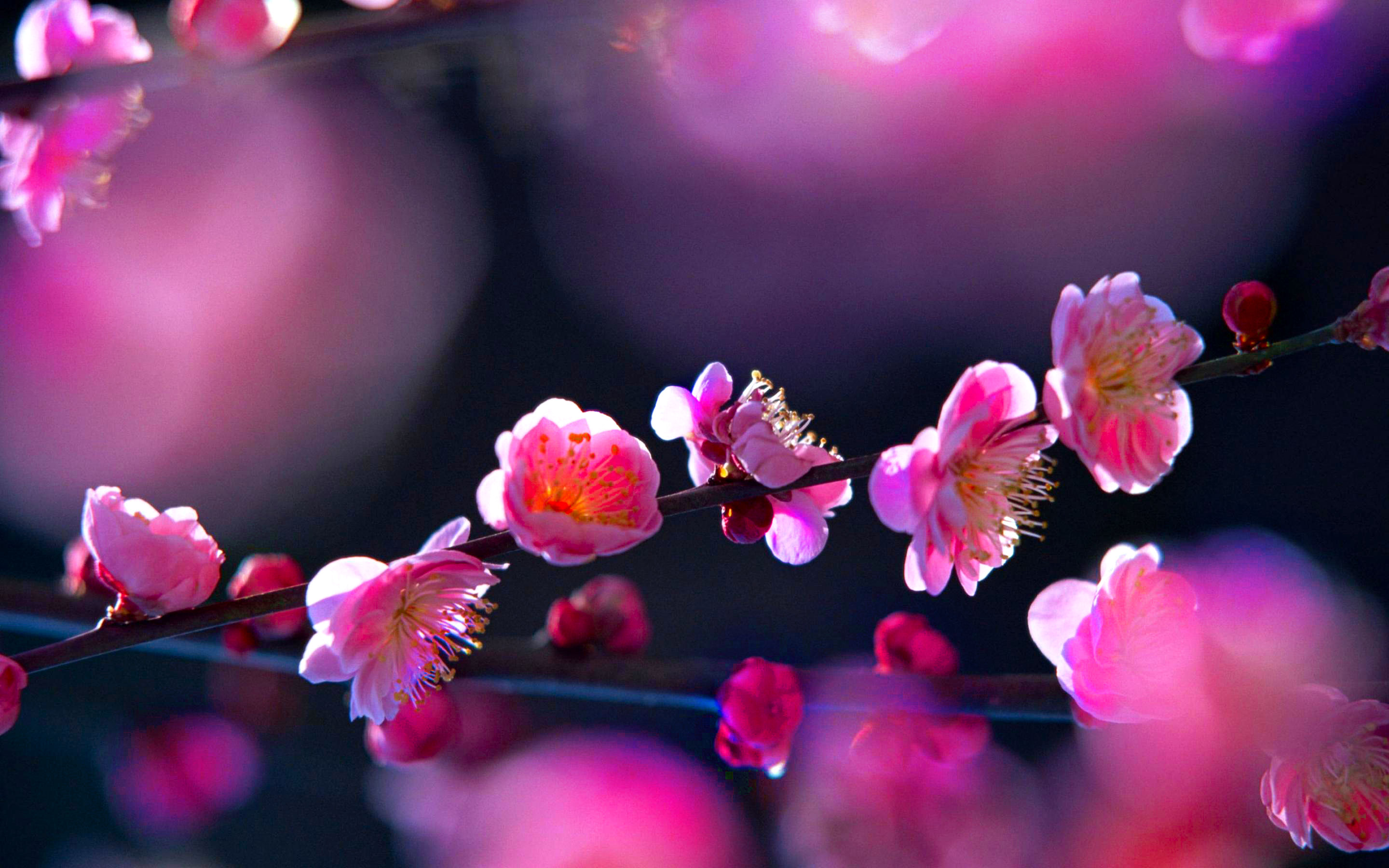 1464499 baixar imagens terra/natureza, floração, sakura, primavera - papéis de parede e protetores de tela gratuitamente