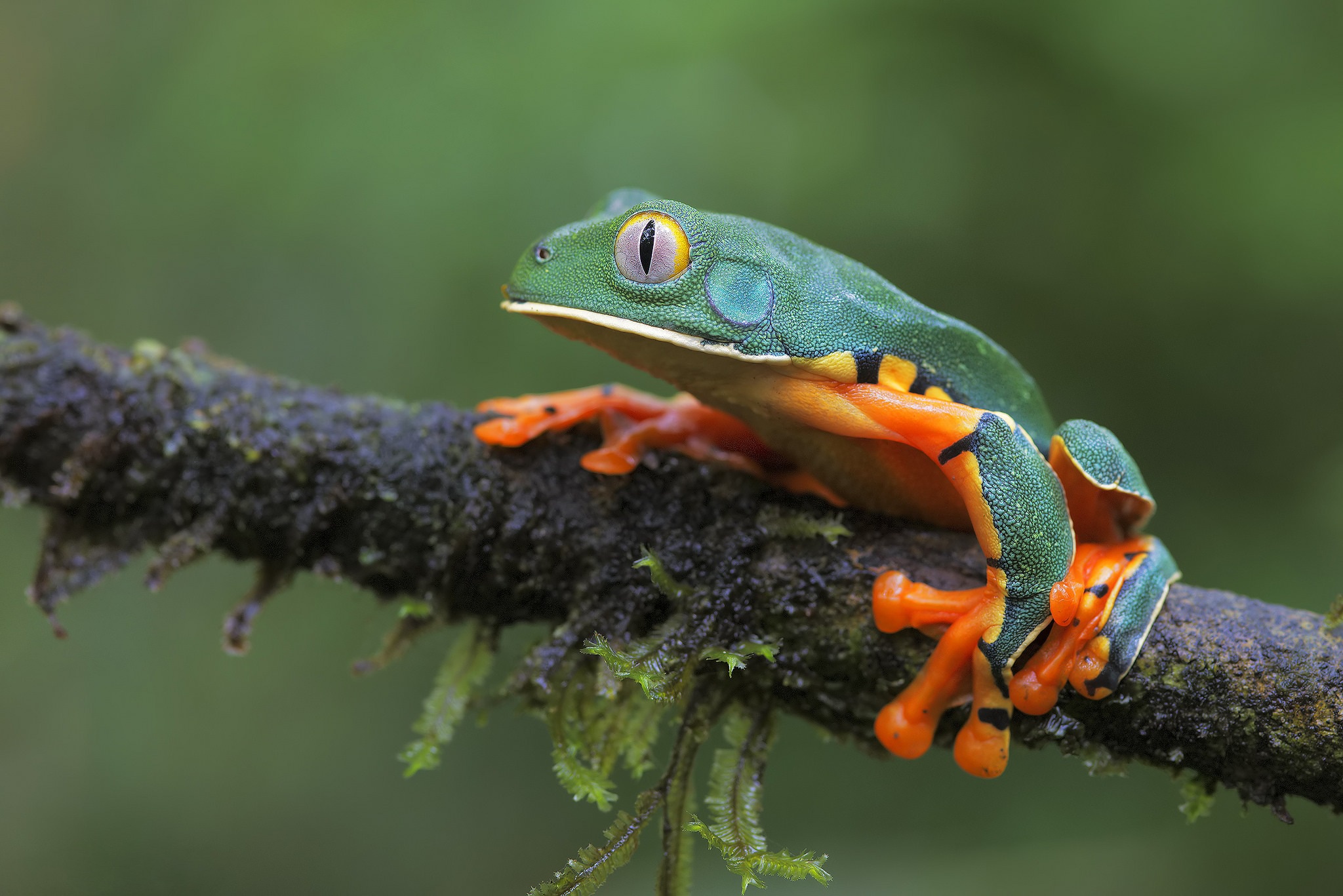 Download mobile wallpaper Frogs, Animal, Frog, Amphibian for free.