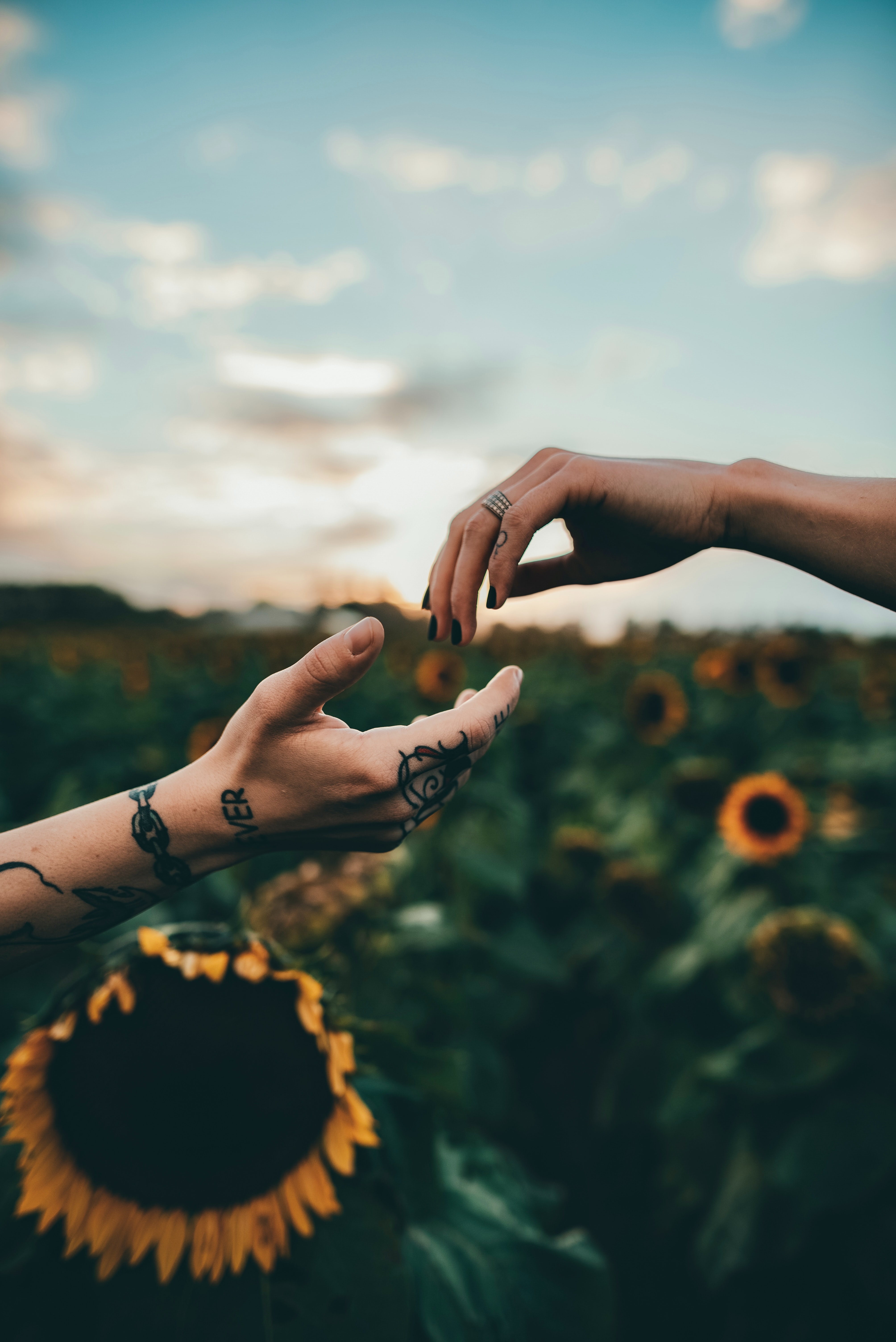 tattoo, sunflowers, touch, tattoos, miscellaneous, miscellanea, hands, touching HD wallpaper