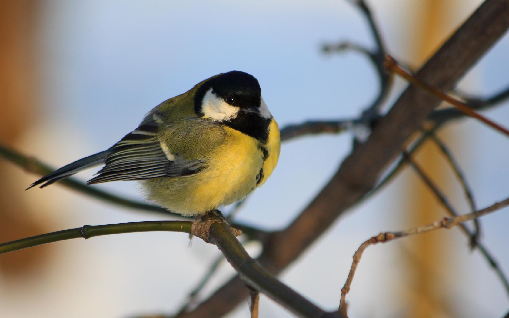 Téléchargez des papiers peints mobile Oiseau, Des Oiseaux, Animaux gratuitement.