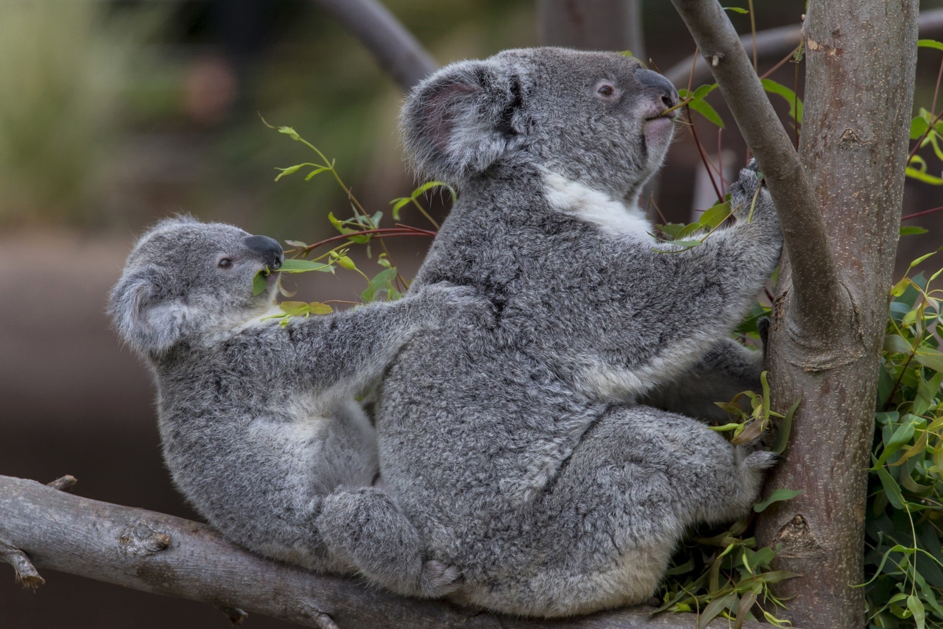 Free download wallpaper Animal, Koala, Baby Animal on your PC desktop