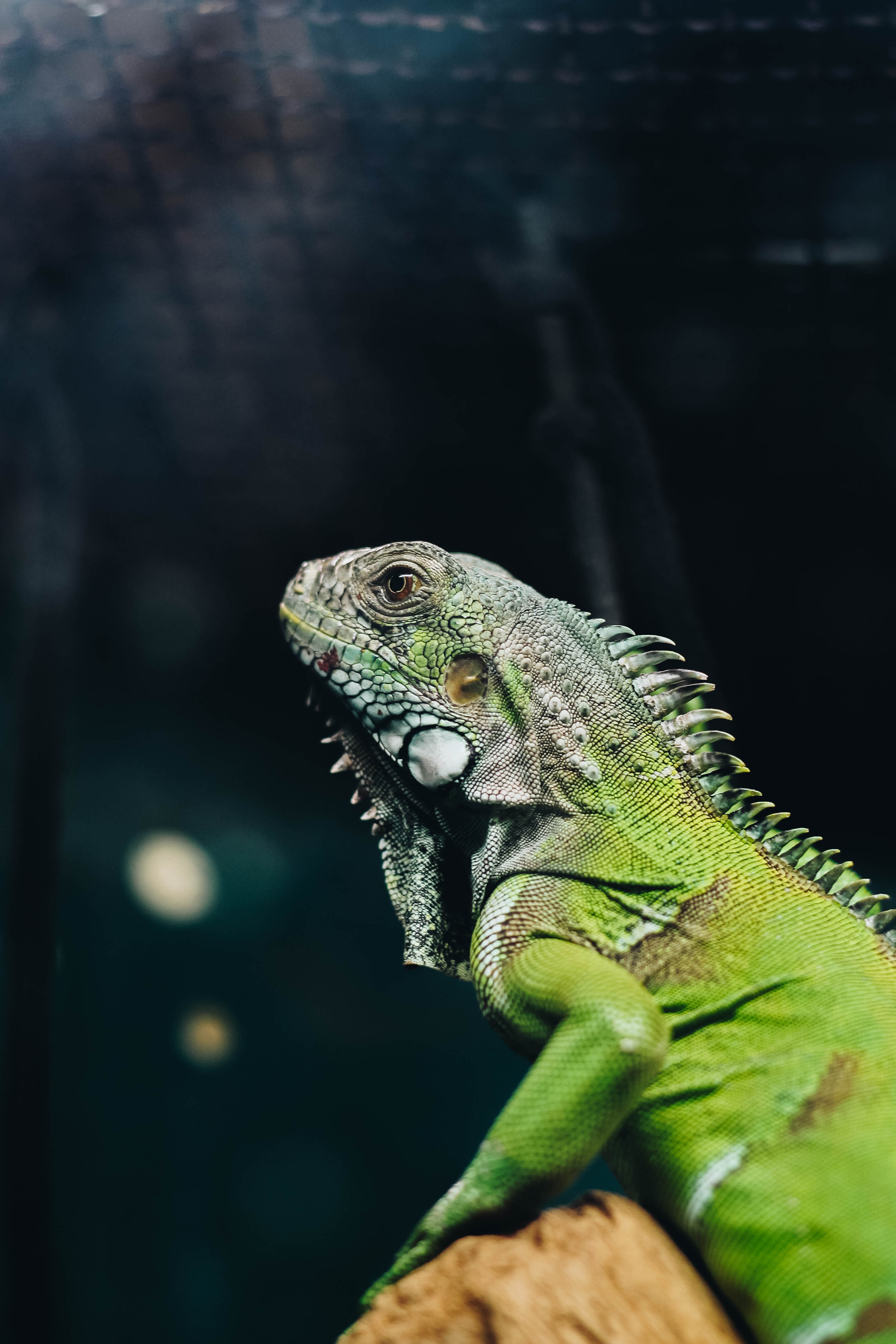 Download mobile wallpaper Animals, Reptile, Lizard, Iguana for free.