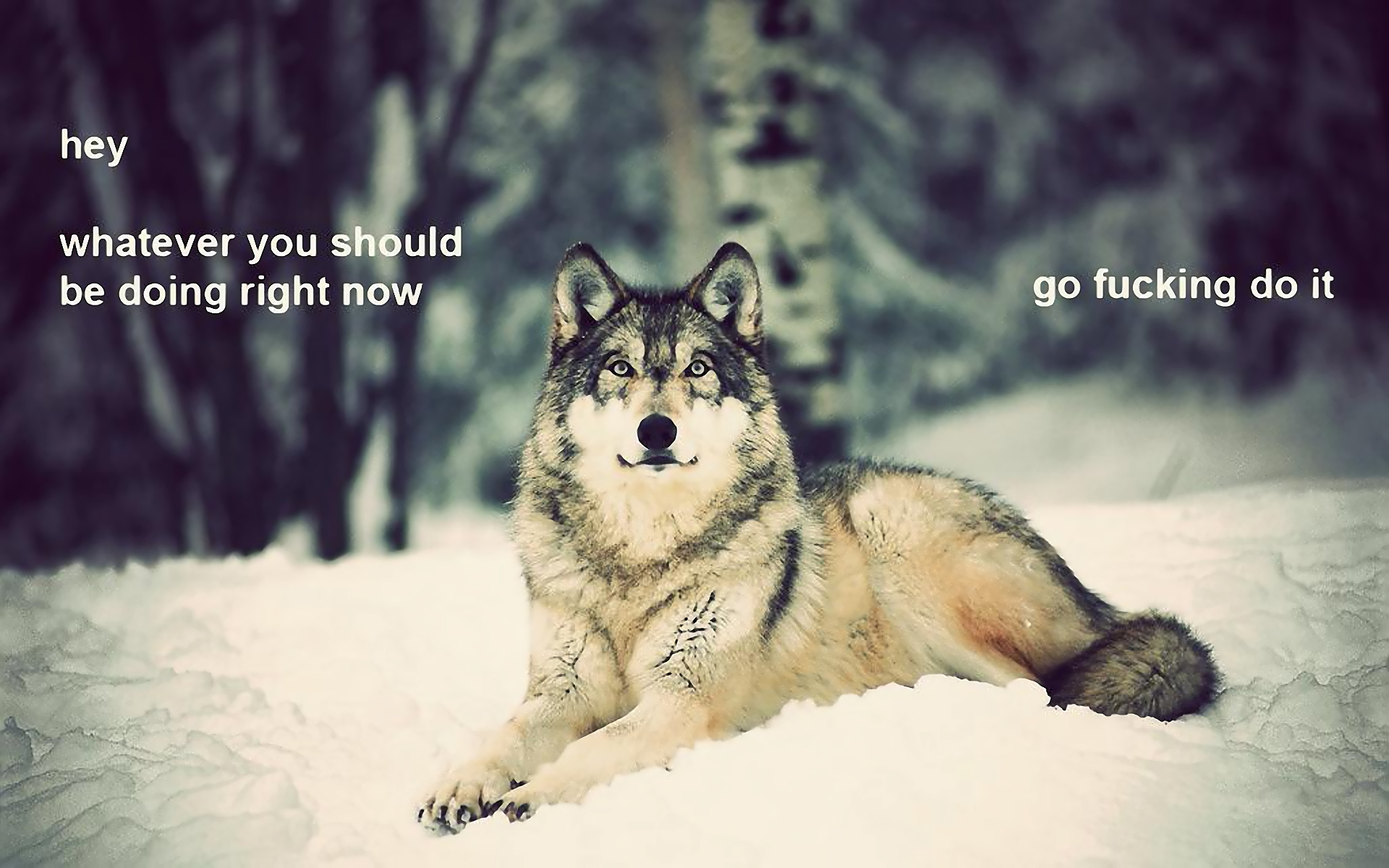 Laden Sie das Verschiedenes, Wolf, Motivierend-Bild kostenlos auf Ihren PC-Desktop herunter