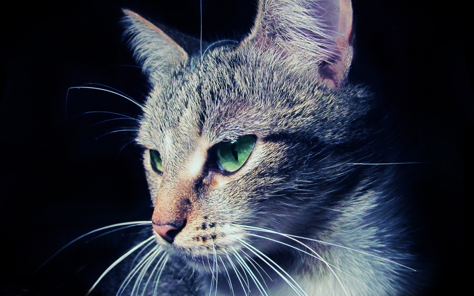 Descarga gratuita de fondo de pantalla para móvil de Animales, Gatos.