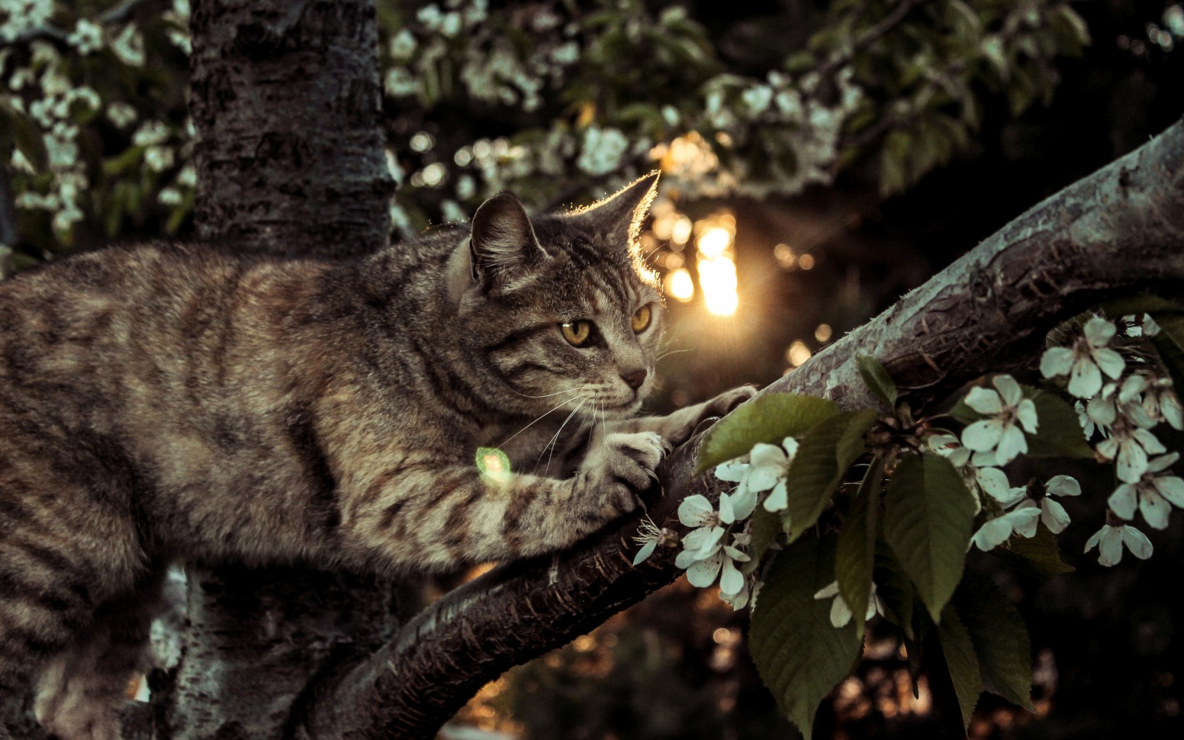 Descarga gratuita de fondo de pantalla para móvil de Gato, Gatos, Animales.