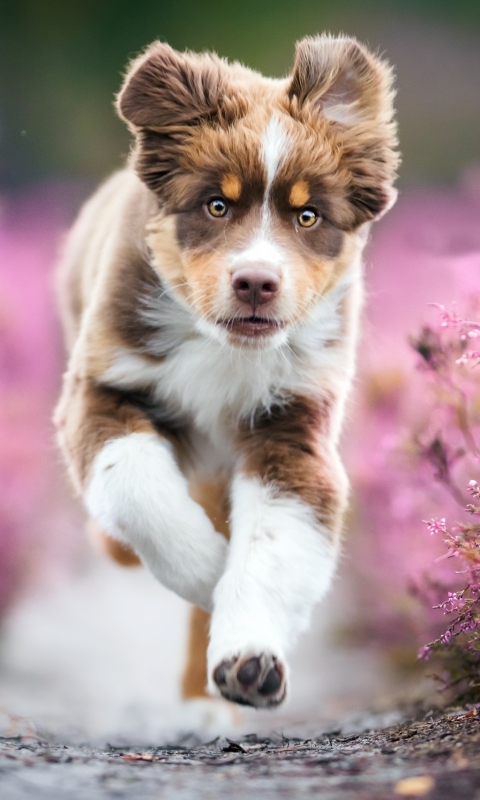 Download mobile wallpaper Dogs, Dog, Animal, Puppy, Baby Animal for free.