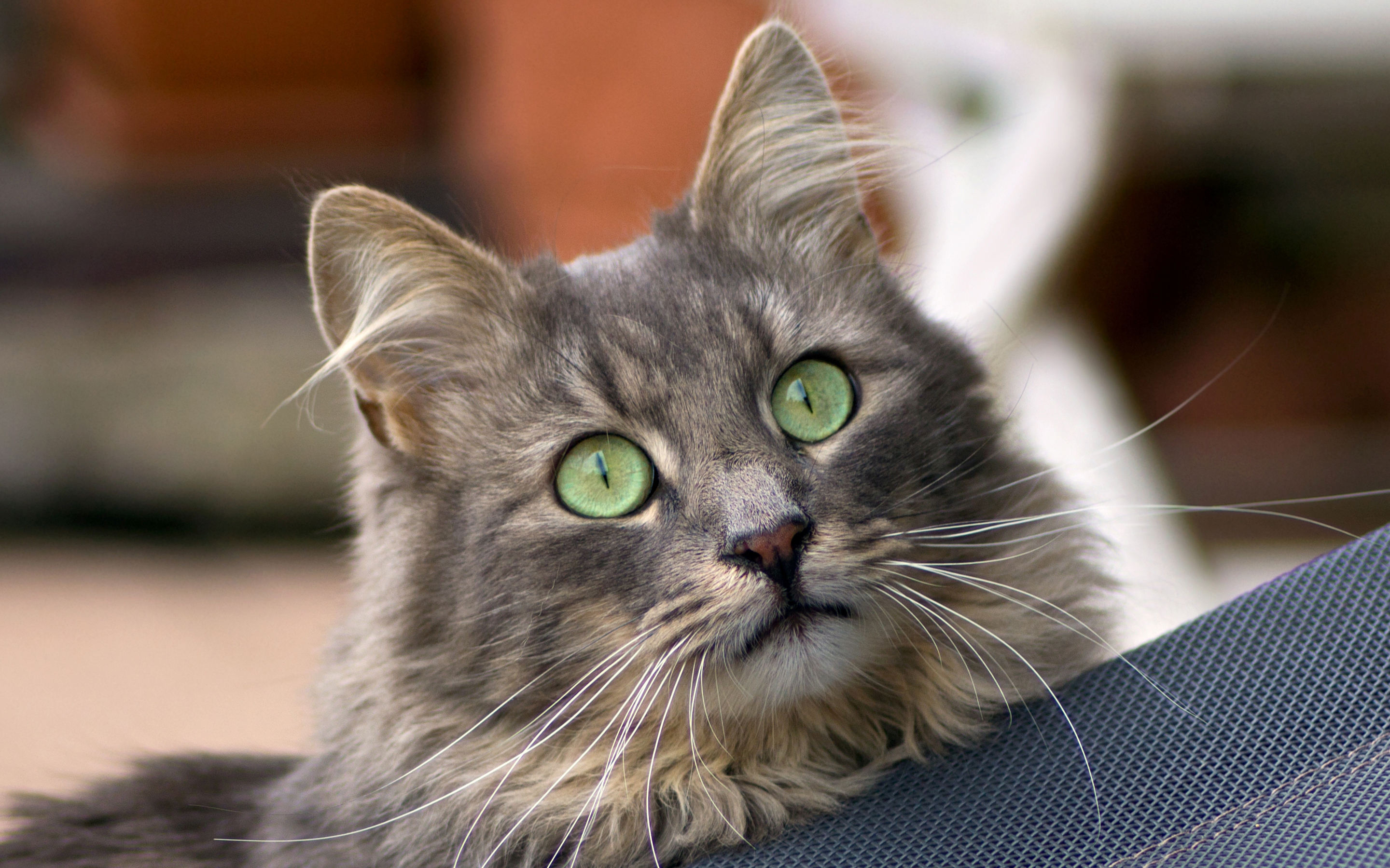 Baixe gratuitamente a imagem Animais, Gatos, Gato na área de trabalho do seu PC