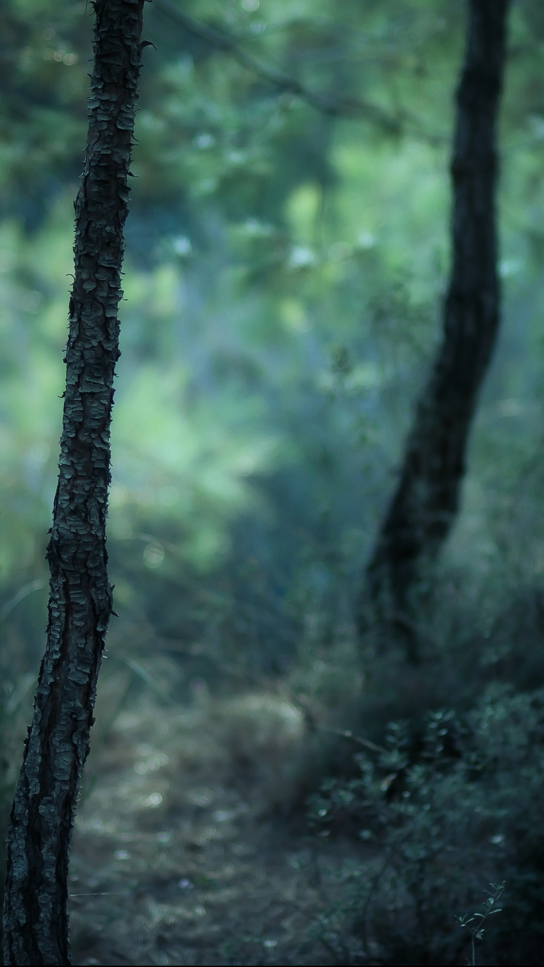 Téléchargez des papiers peints mobile Forêt, Terre/nature gratuitement.