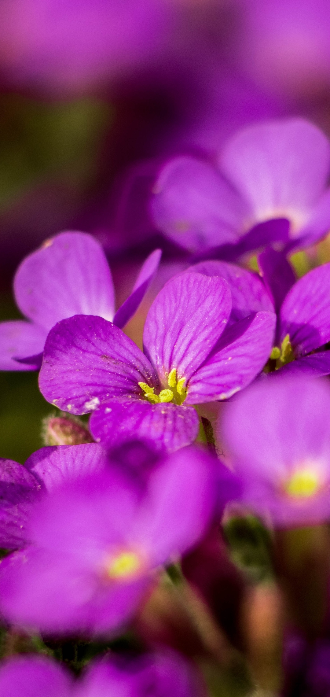 Download mobile wallpaper Flowers, Flower, Plant, Blur, Earth, Petal, Aubrieta, Purple Flower for free.