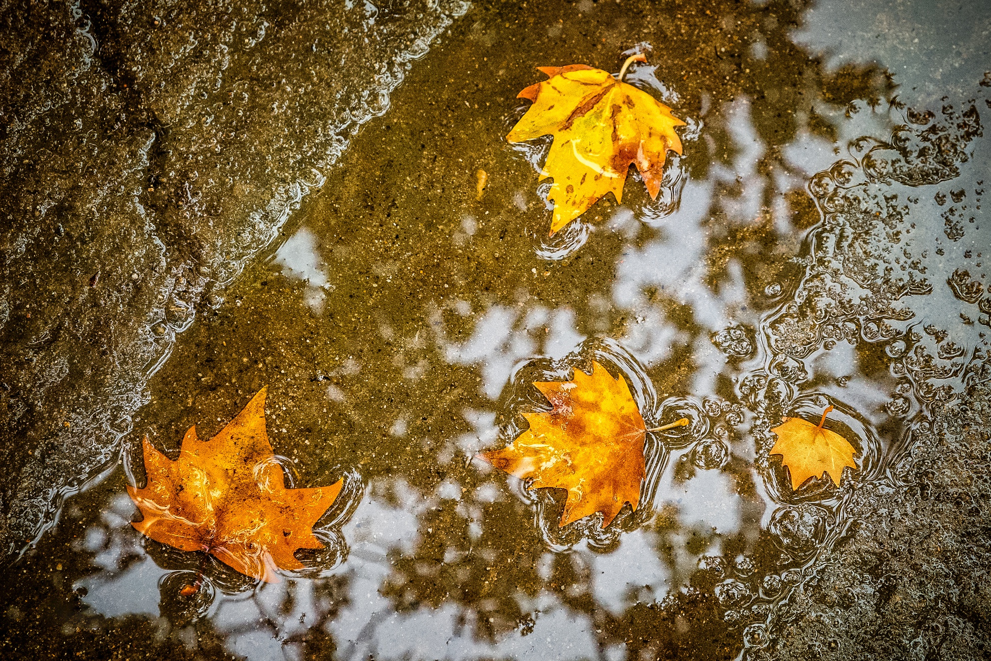 Скачать обои бесплатно Осень, Лист, Кленовый Лист, Земля/природа картинка на рабочий стол ПК