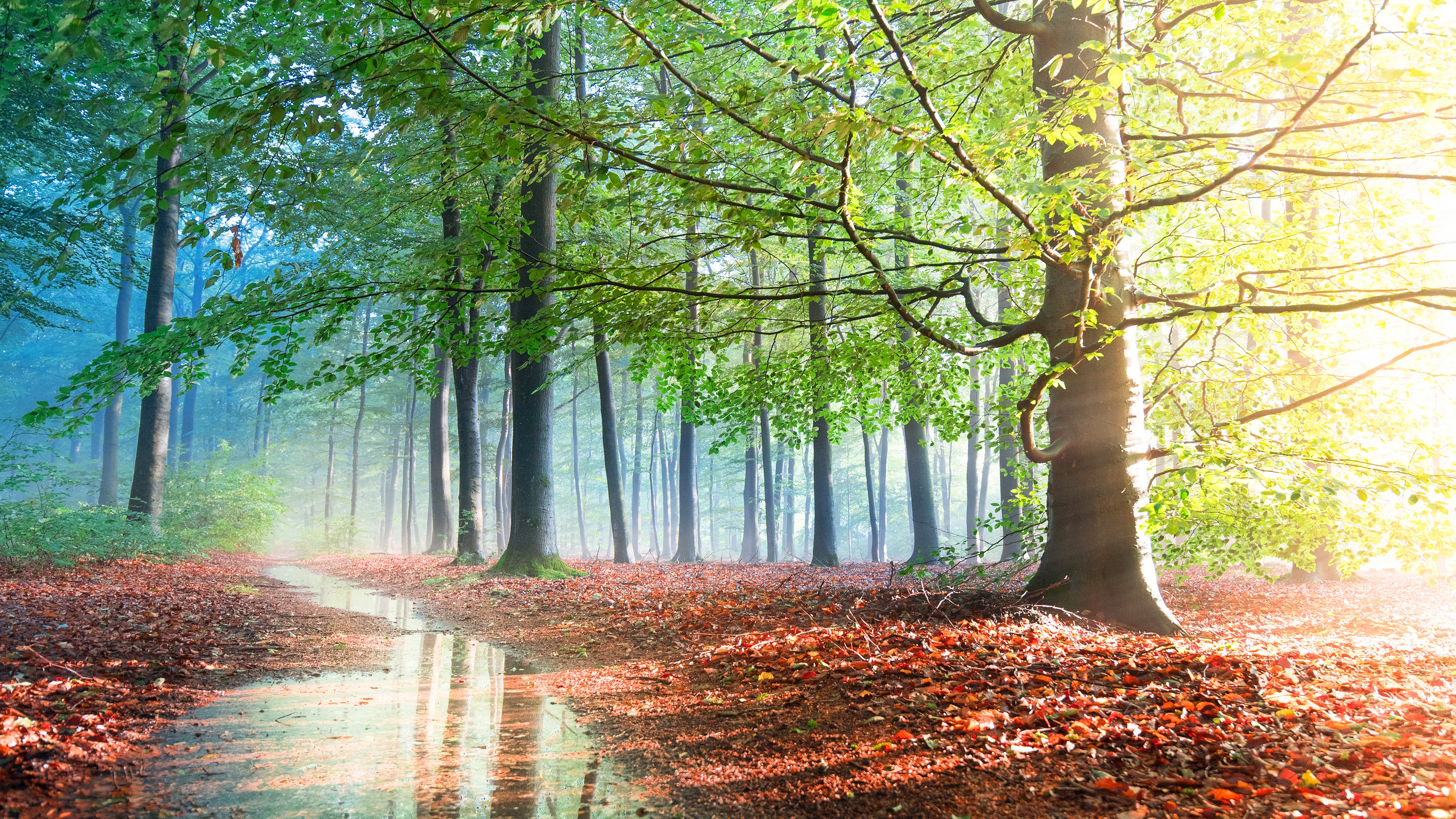 1002771壁紙のダウンロード地球, 森, 秋, 霧, 水たまり, 反射, 木-スクリーンセーバーと写真を無料で
