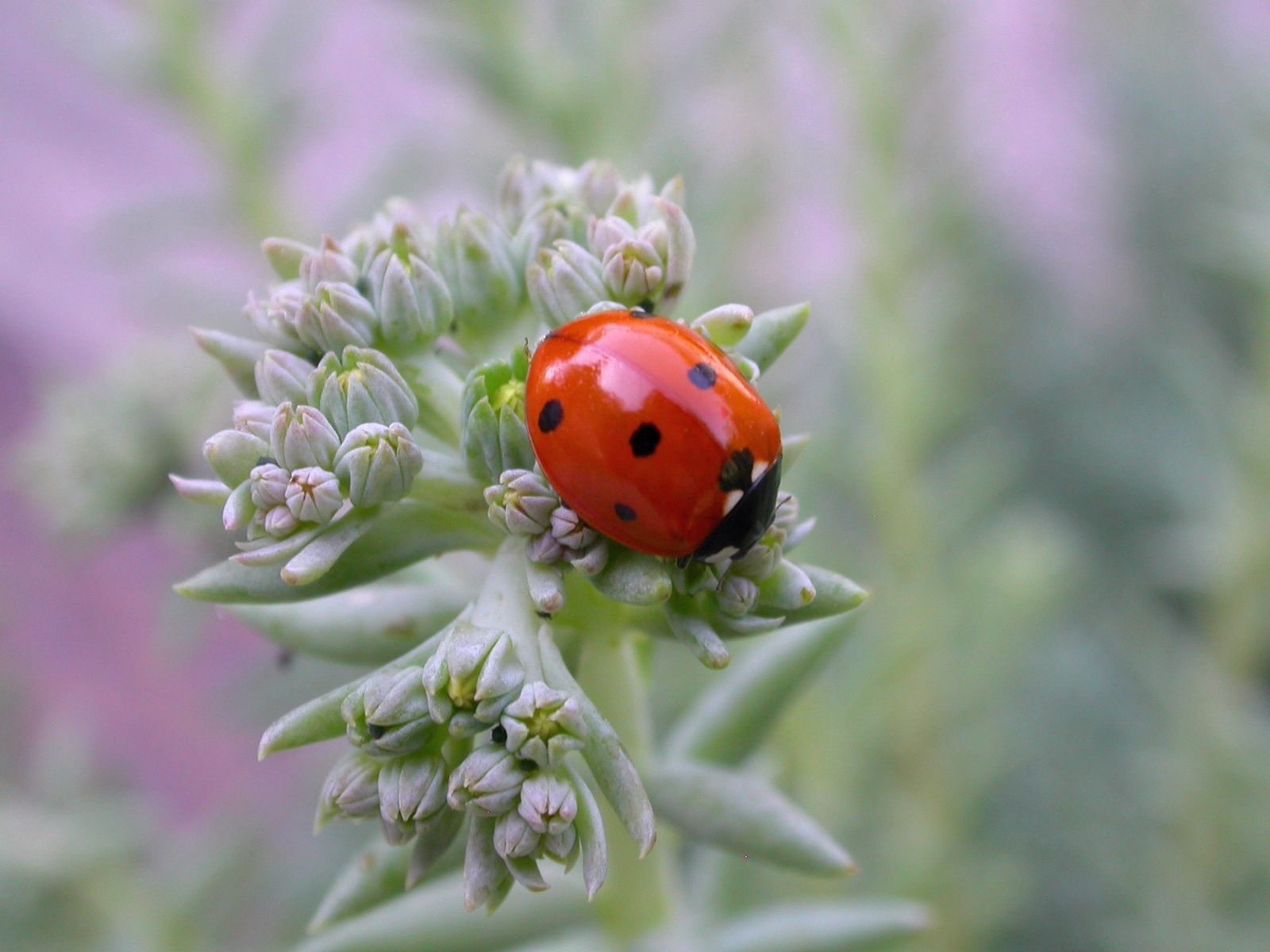 macro, ladybug, grass, insect, stains, spots, ladybird, crawl