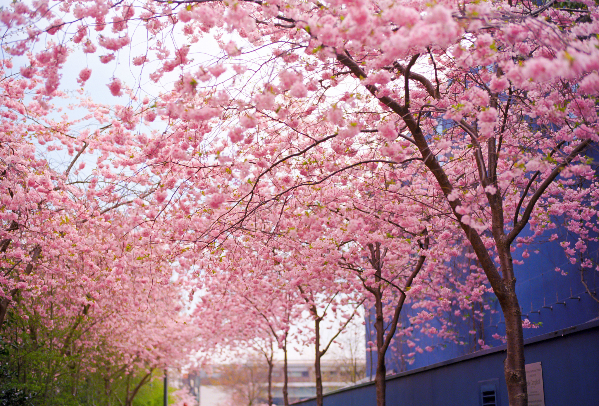 Download mobile wallpaper Cherry Blossom, Blossom, Flowers, Earth for free.