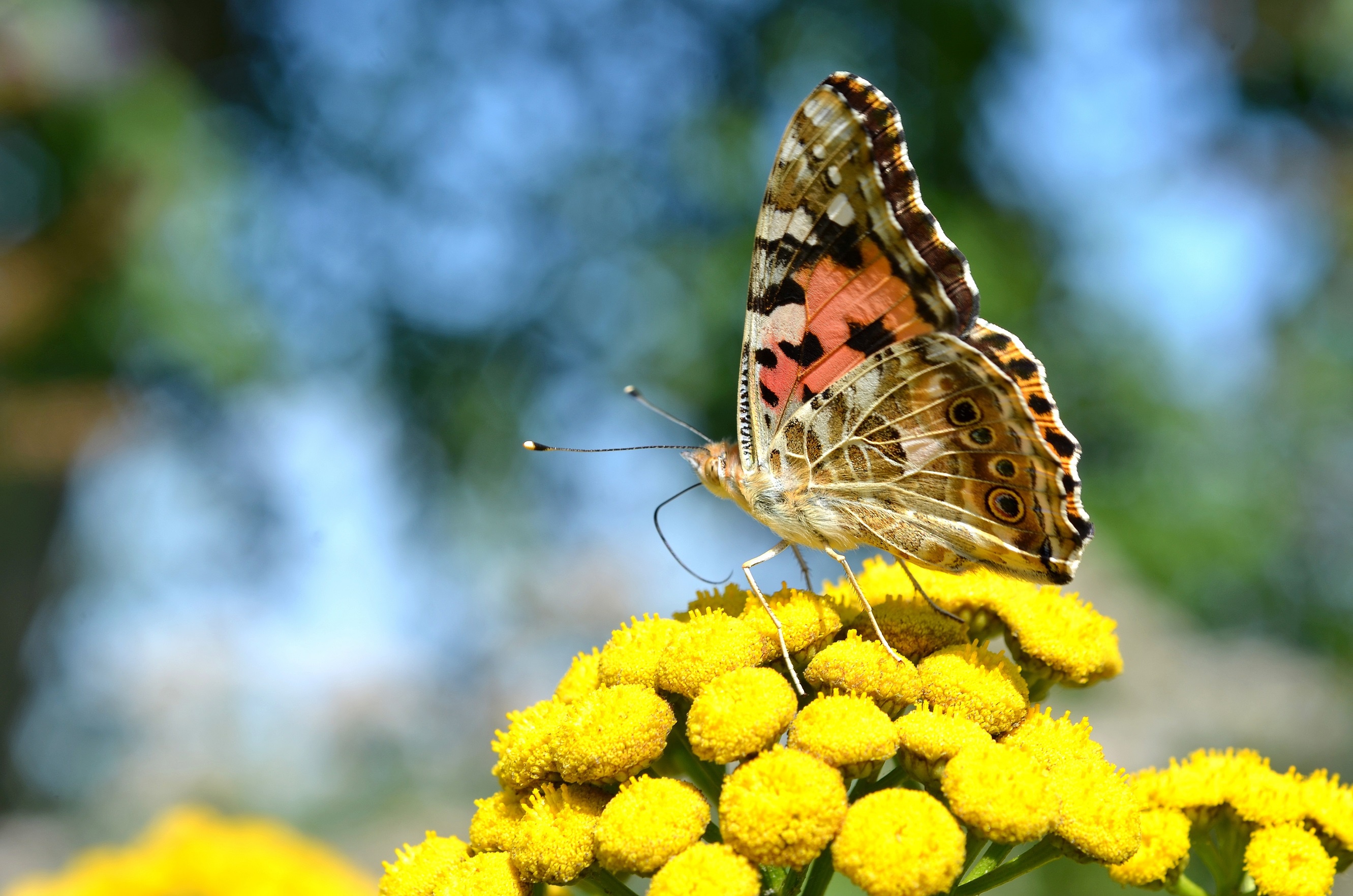 Download mobile wallpaper Flower, Macro, Insect, Butterfly, Animal for free.