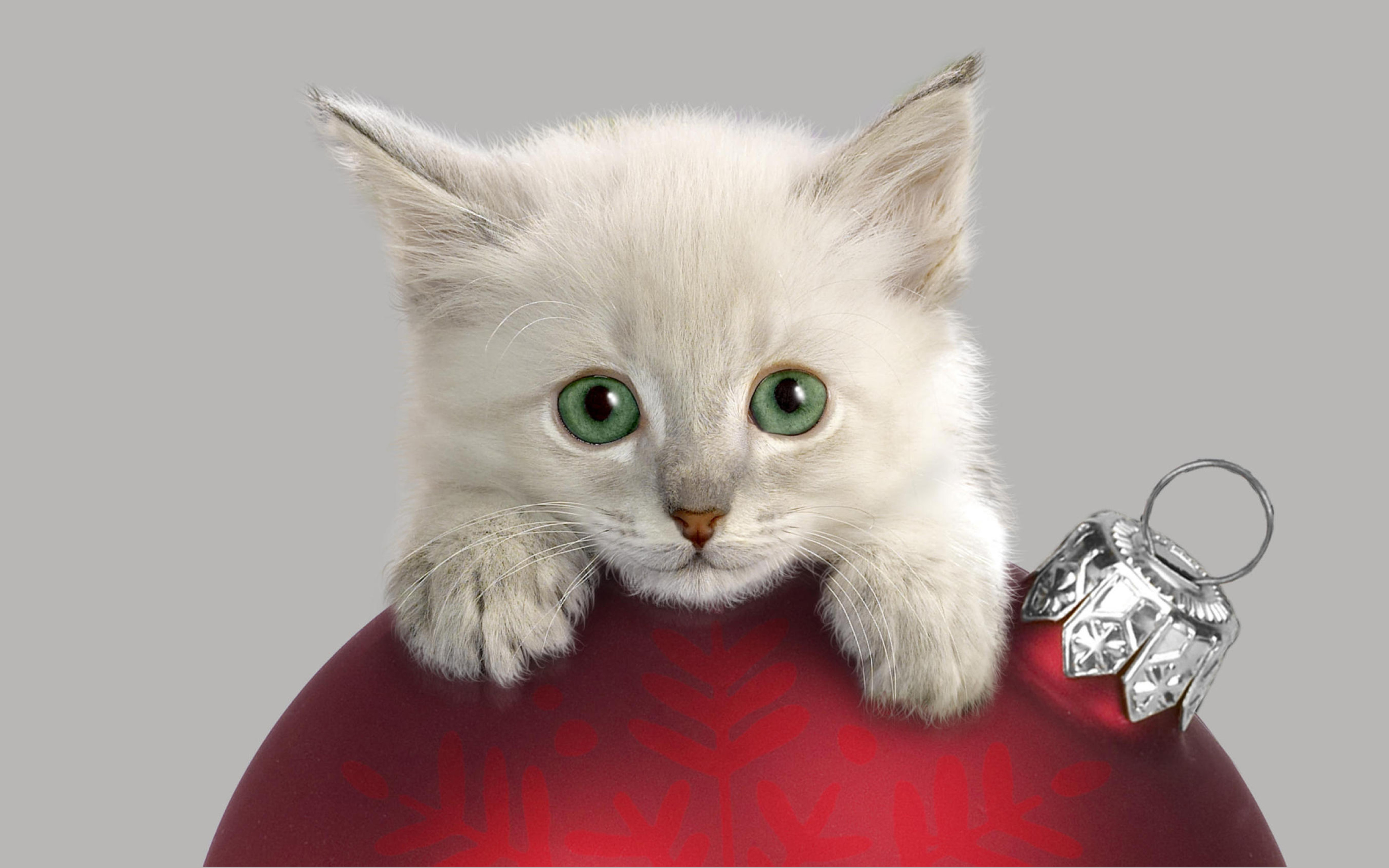 Download mobile wallpaper Cat, Kitten, Animal, Christmas Ornaments for free.